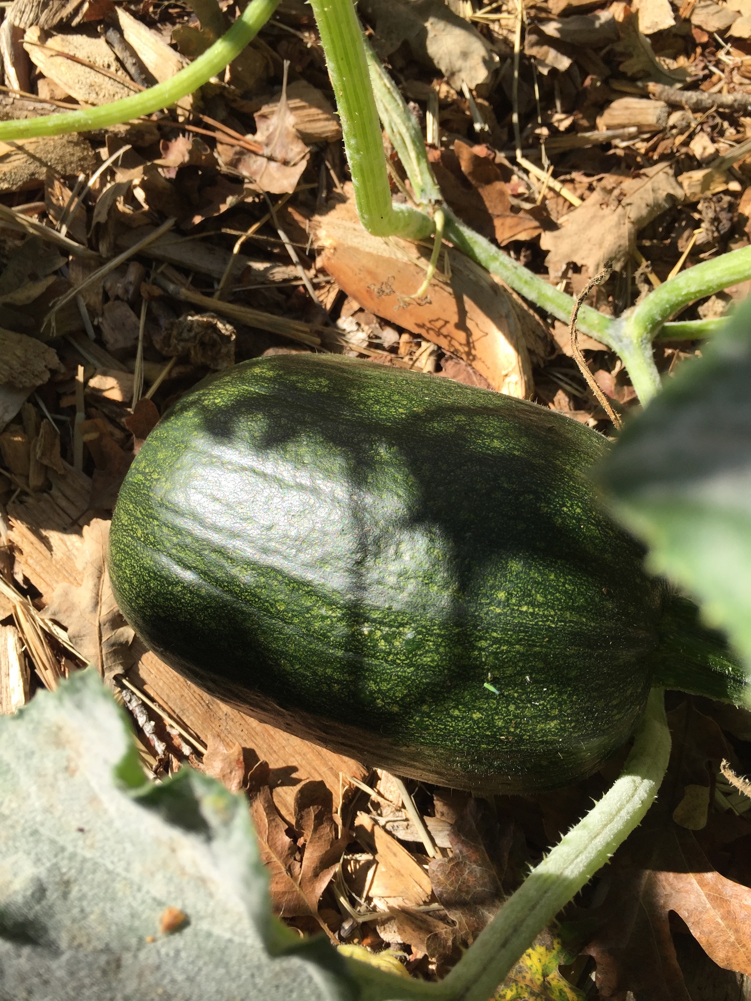 and another kind of Pumpkin