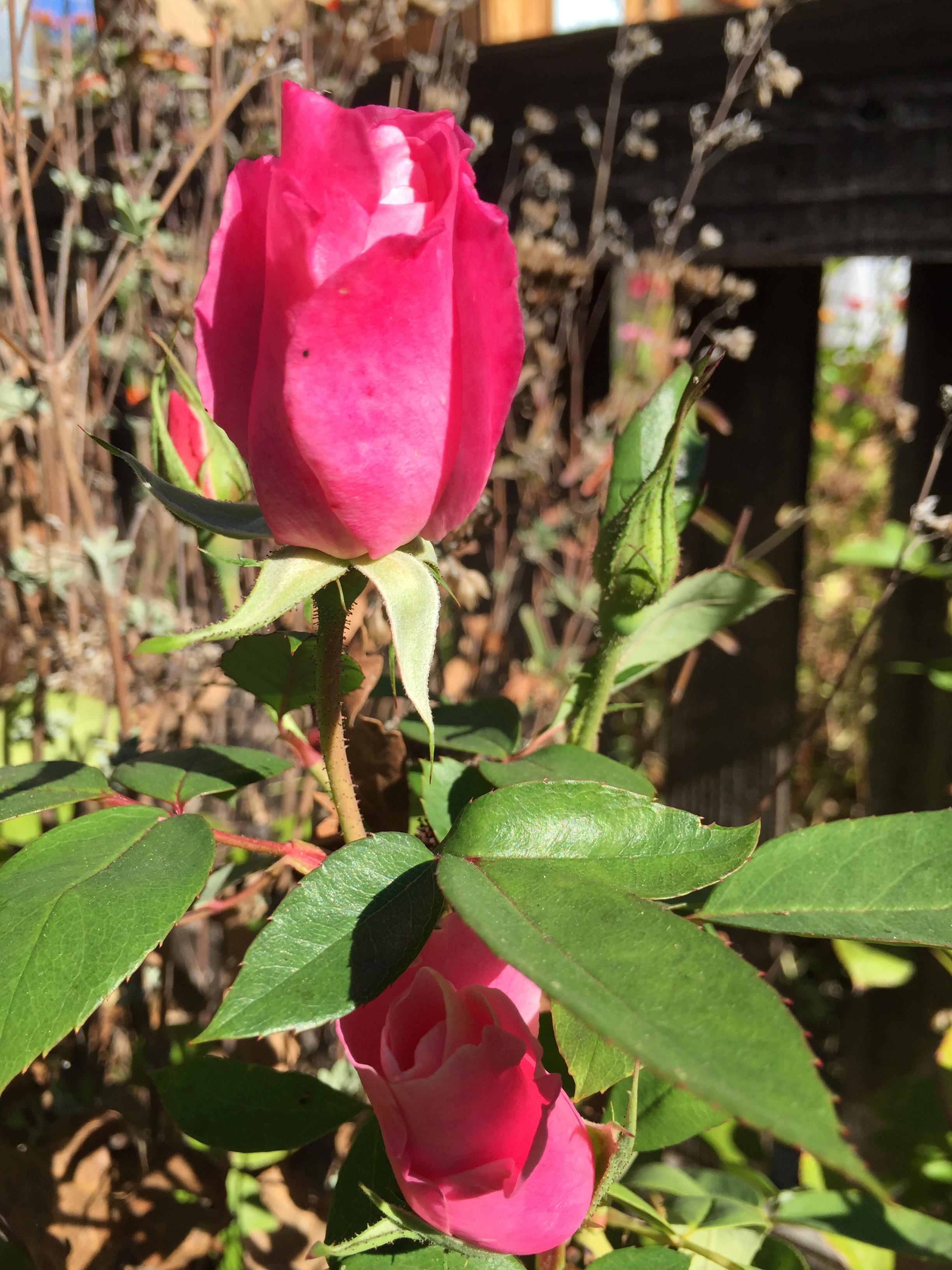 Rose
