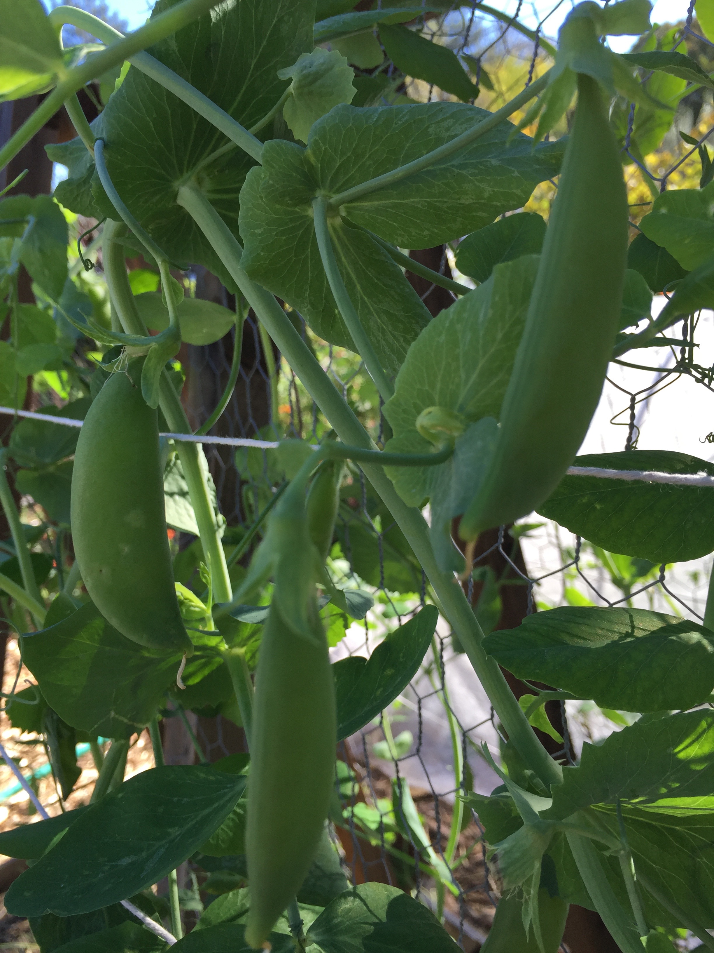 Snap Peas