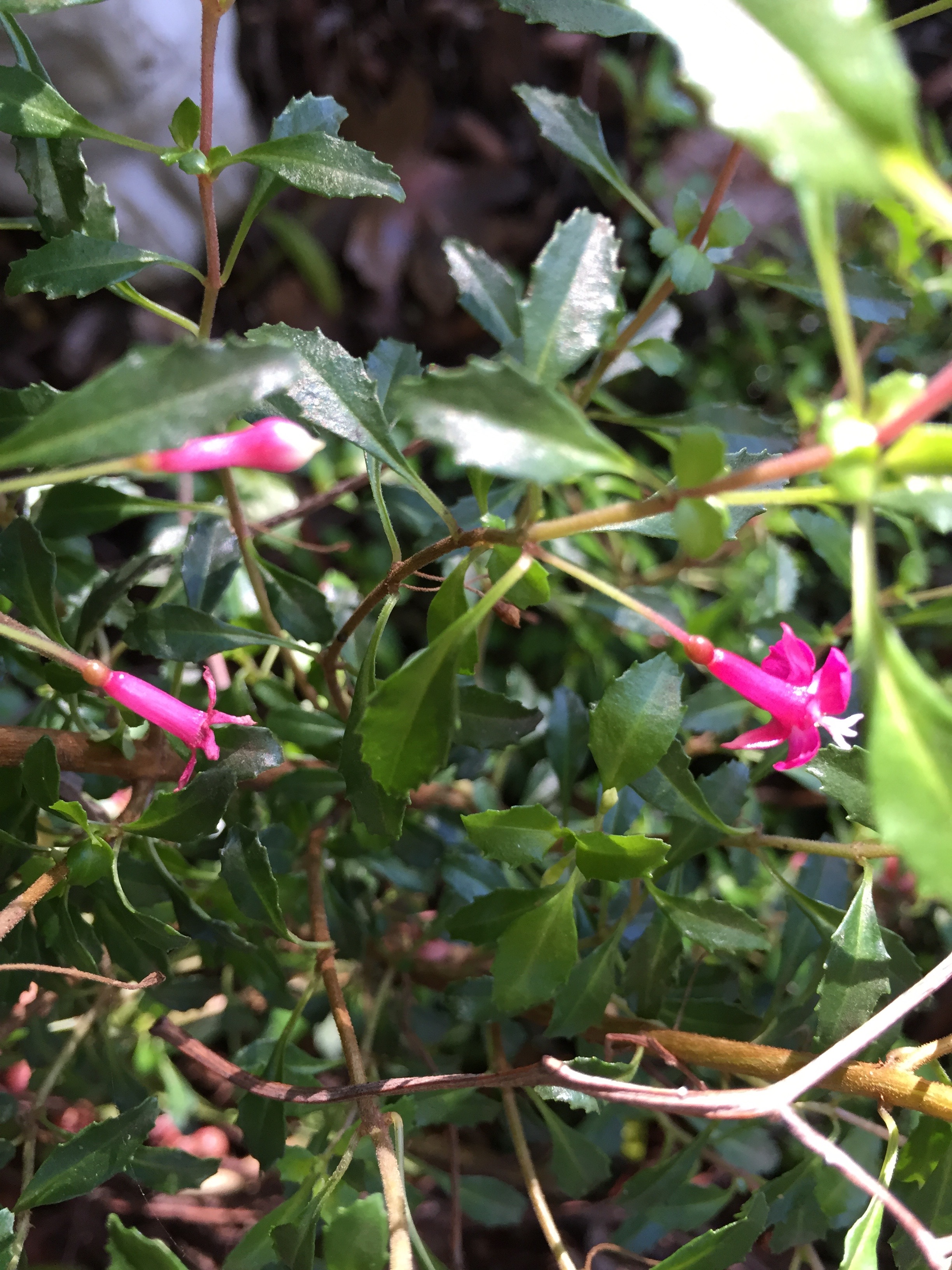 Fuchsia Tymafolia