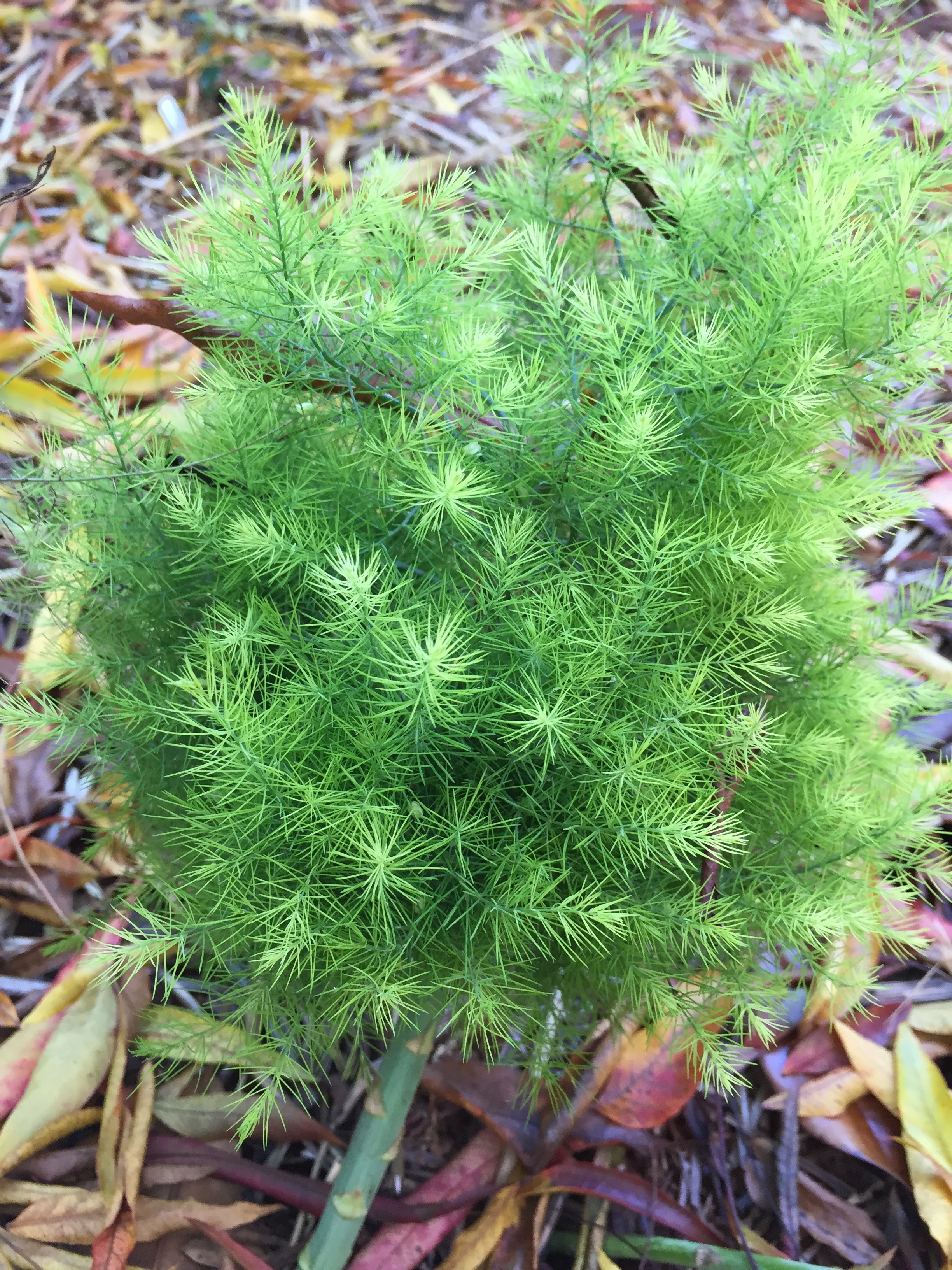 Asparagus