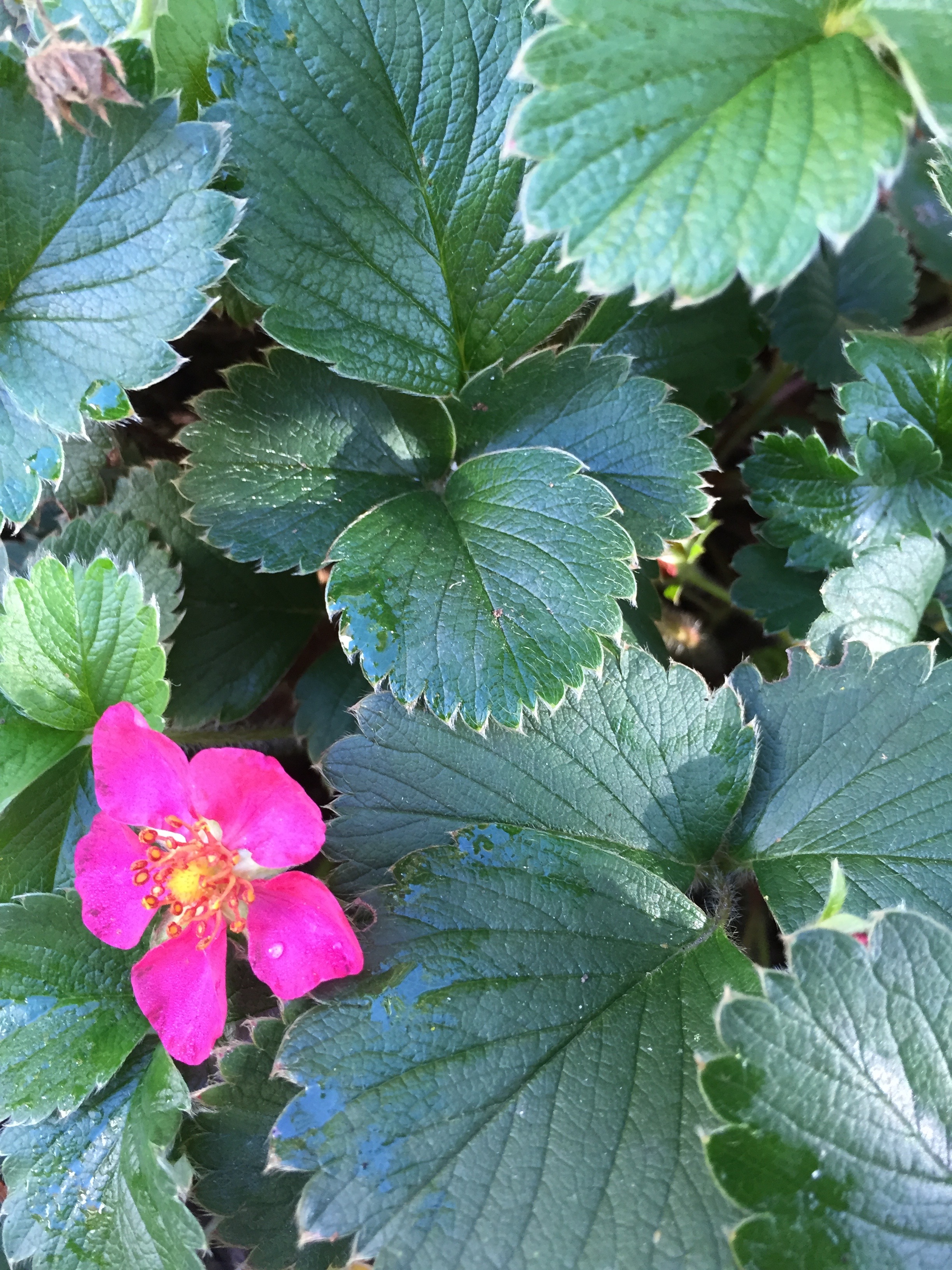 Alpine Strawberry