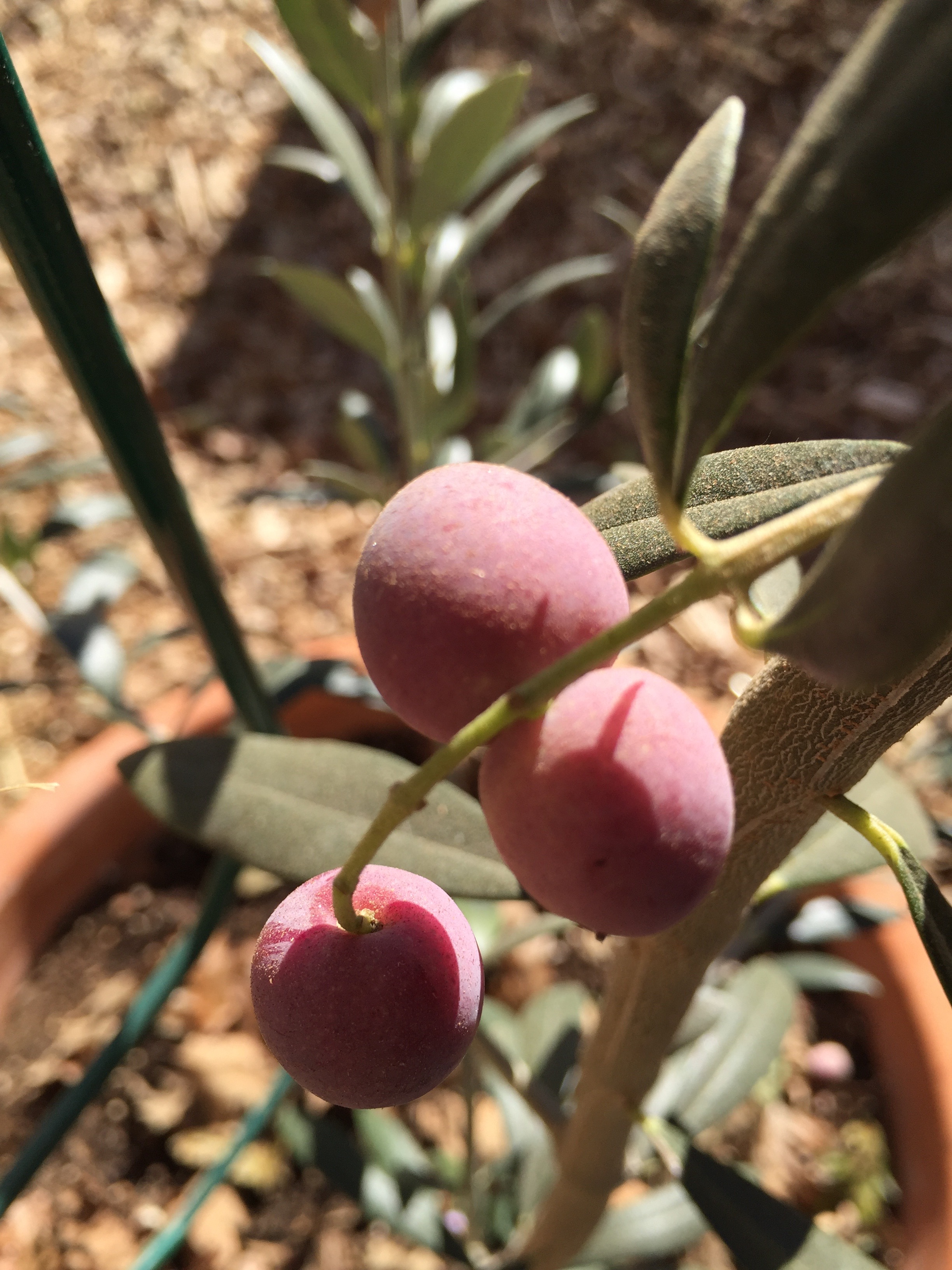 Olives