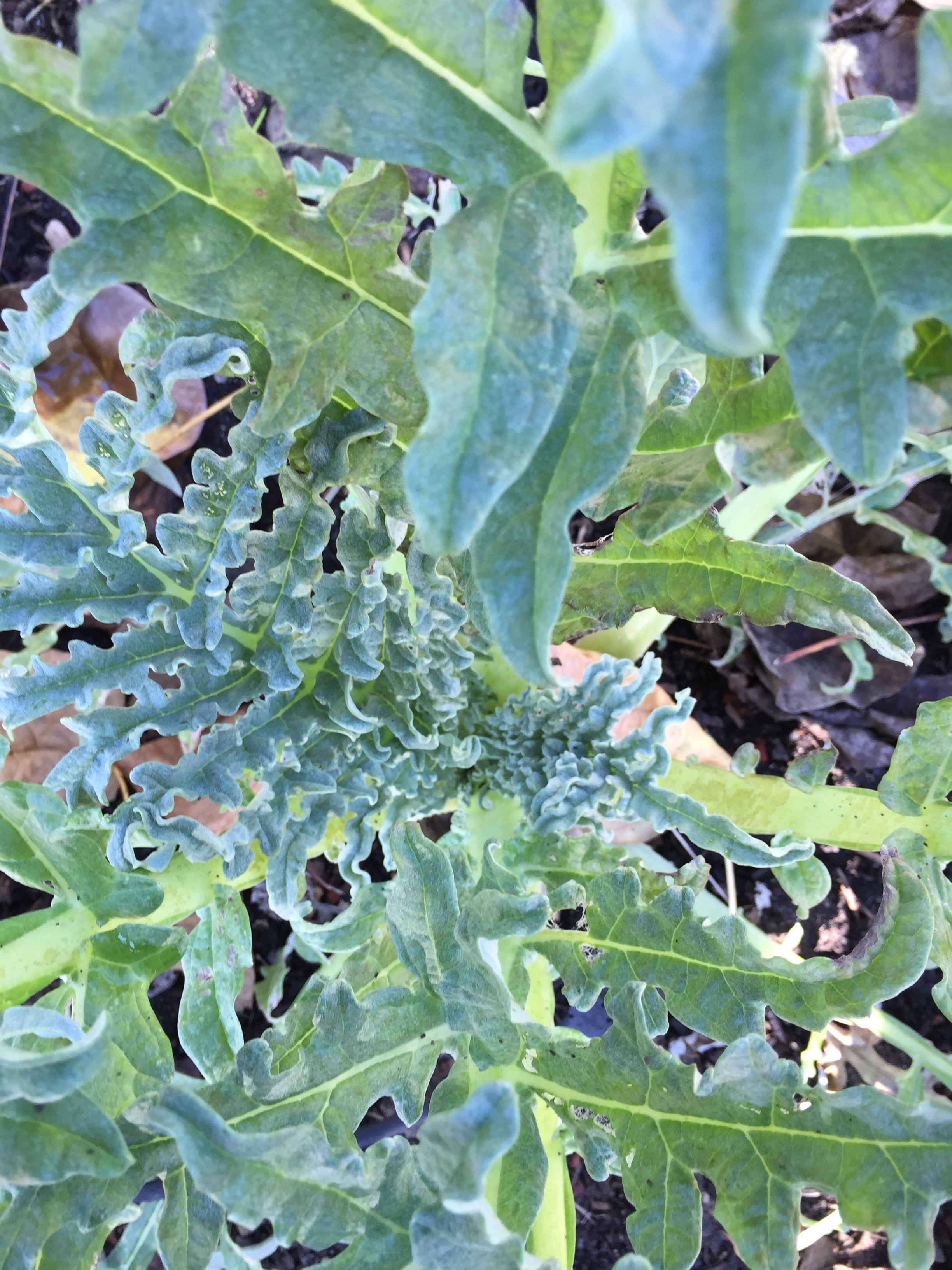 Artichoke