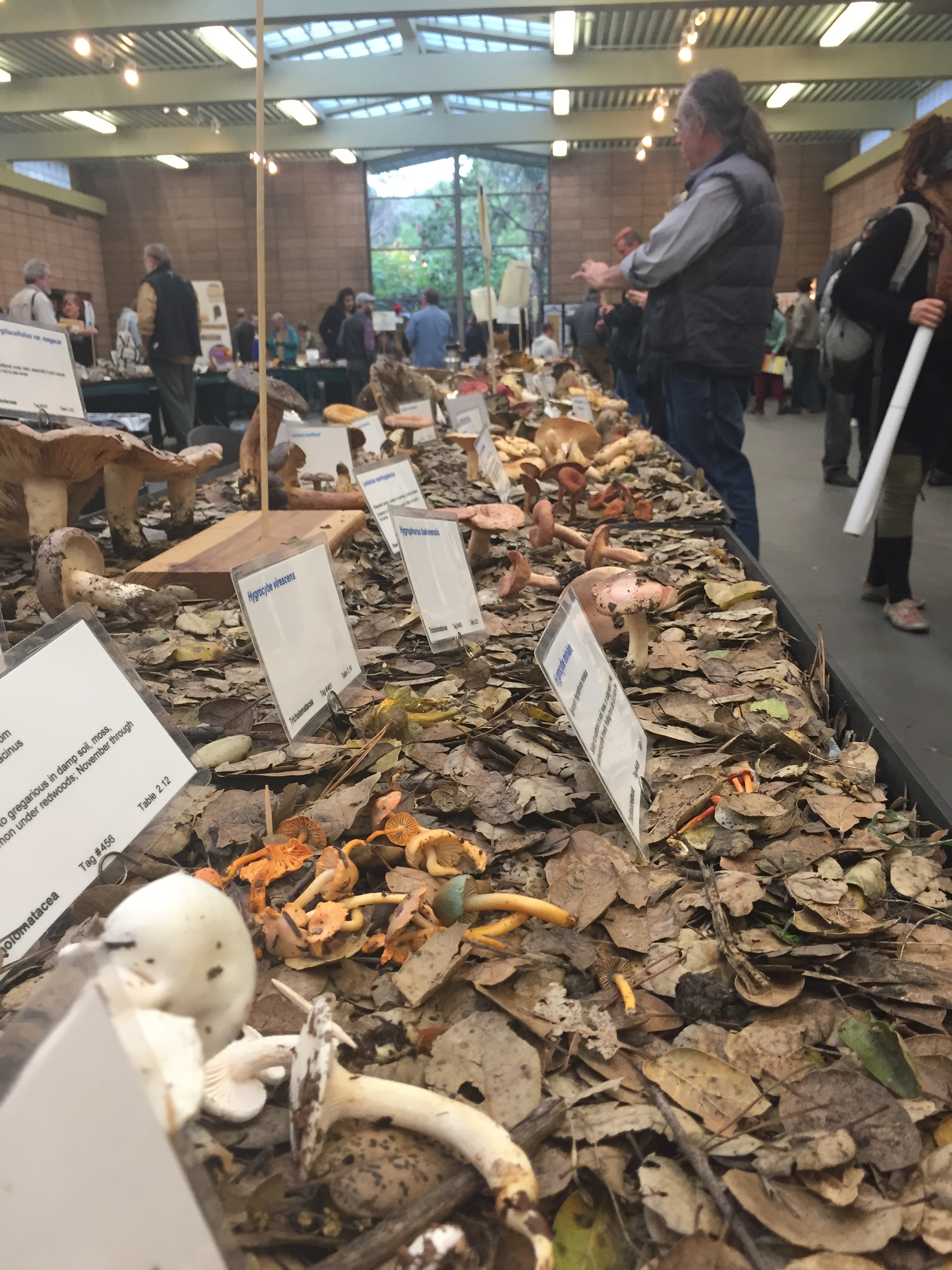 Just a very brief section of the tables filled with mushroom varieties