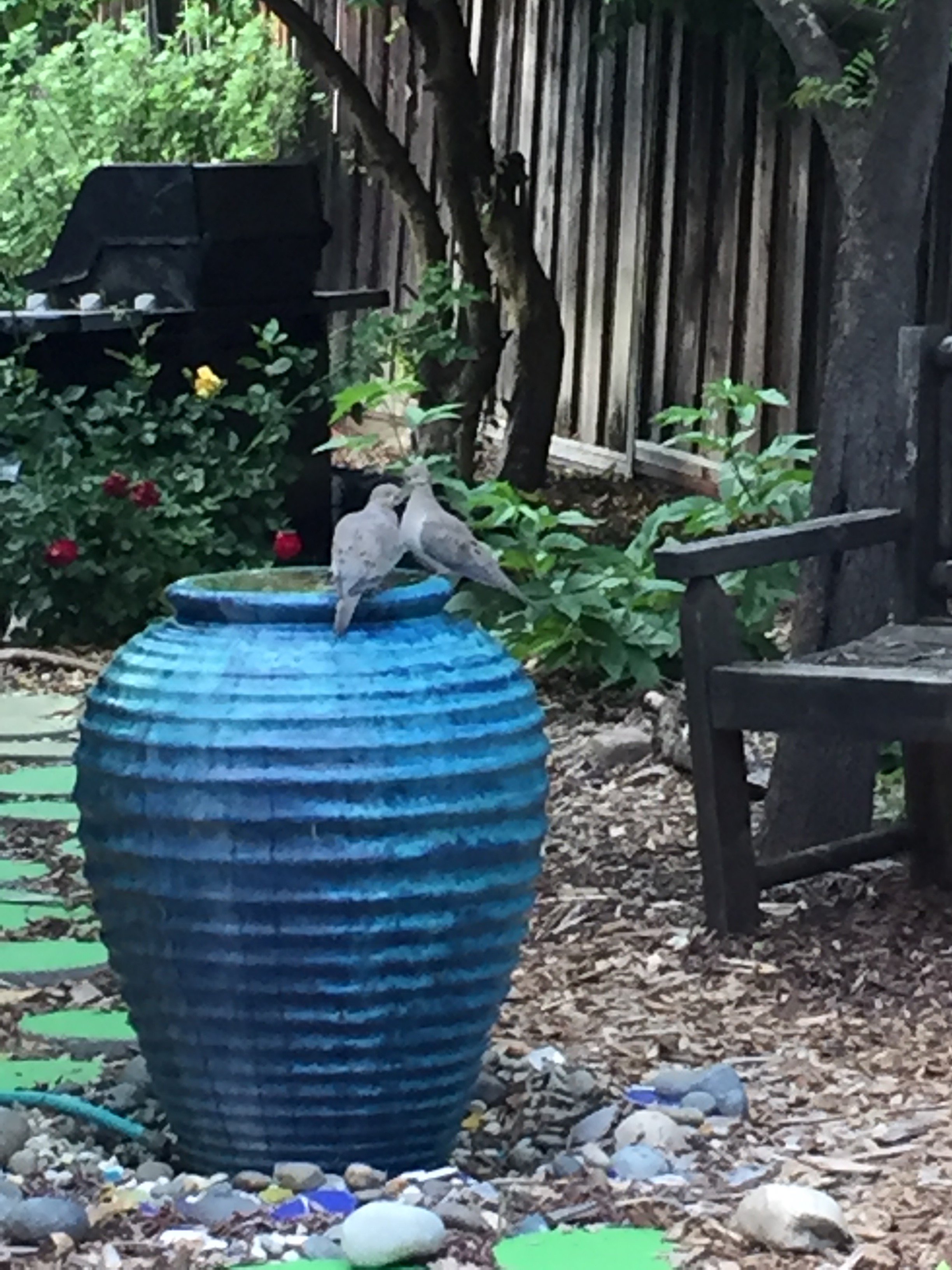 Mourning Doves at our bubbler