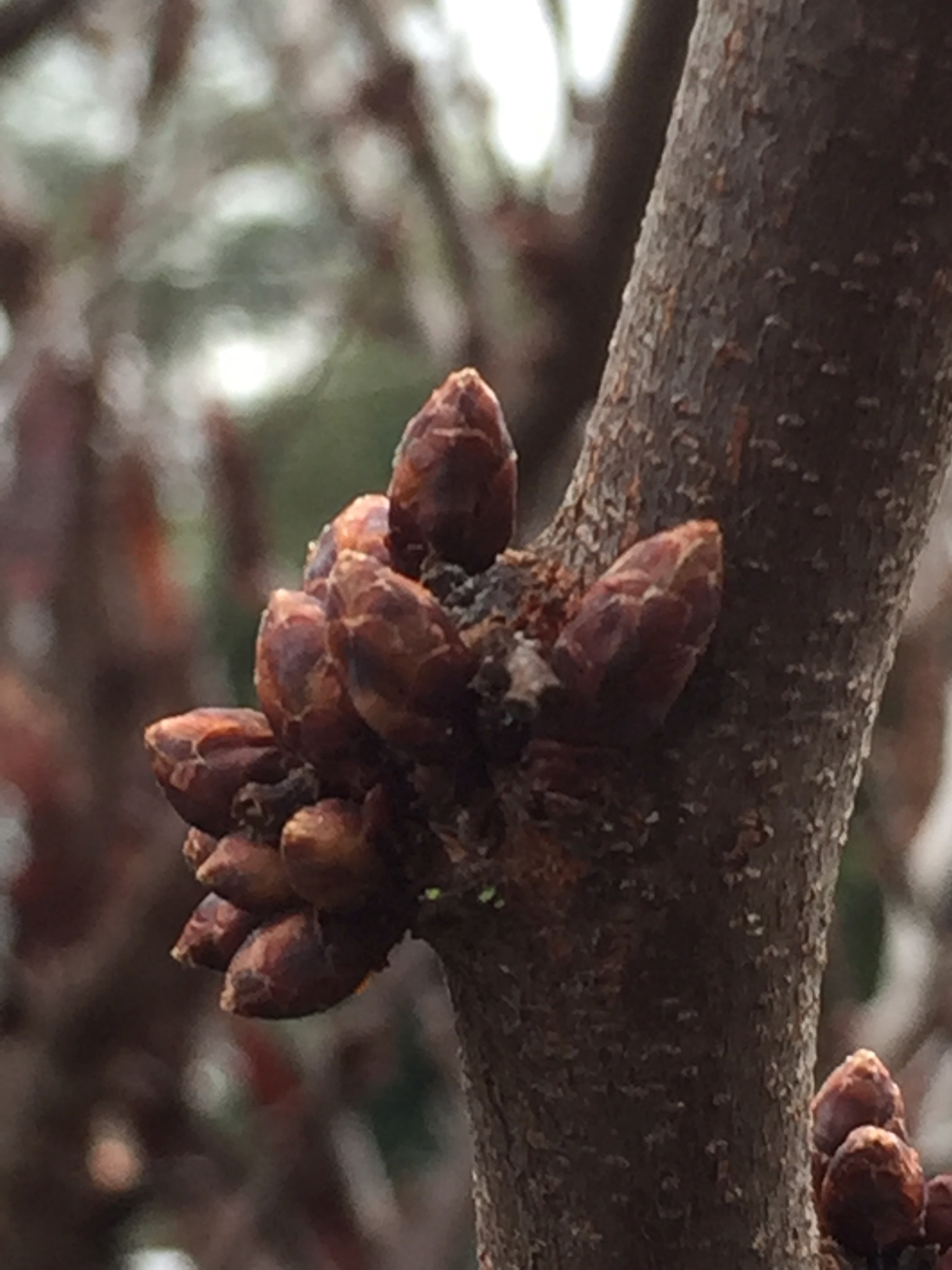 Redbud