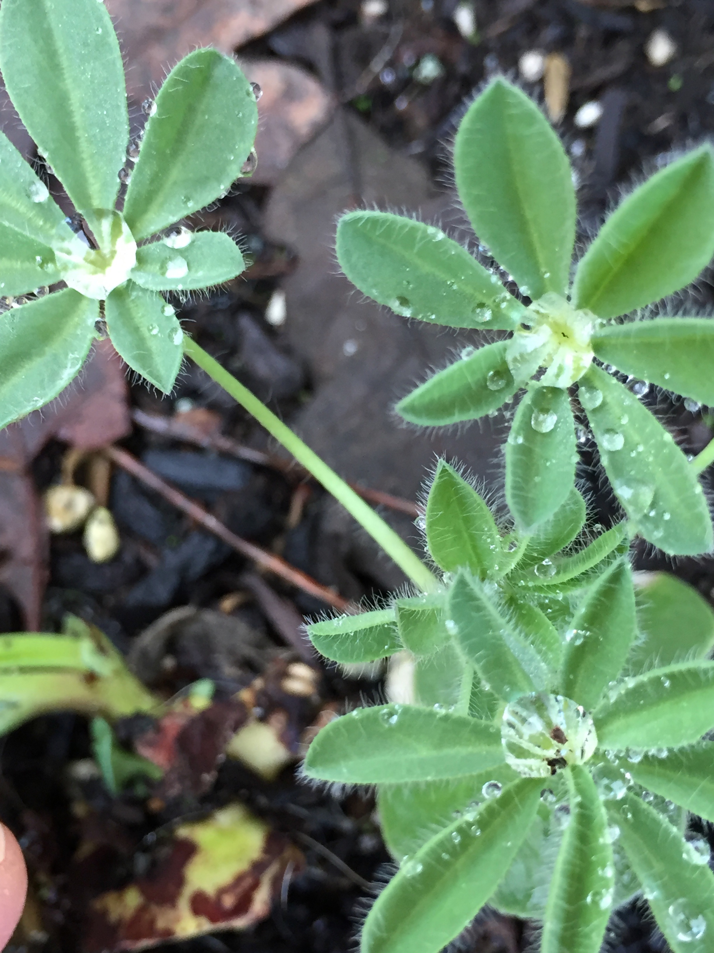 Lupine