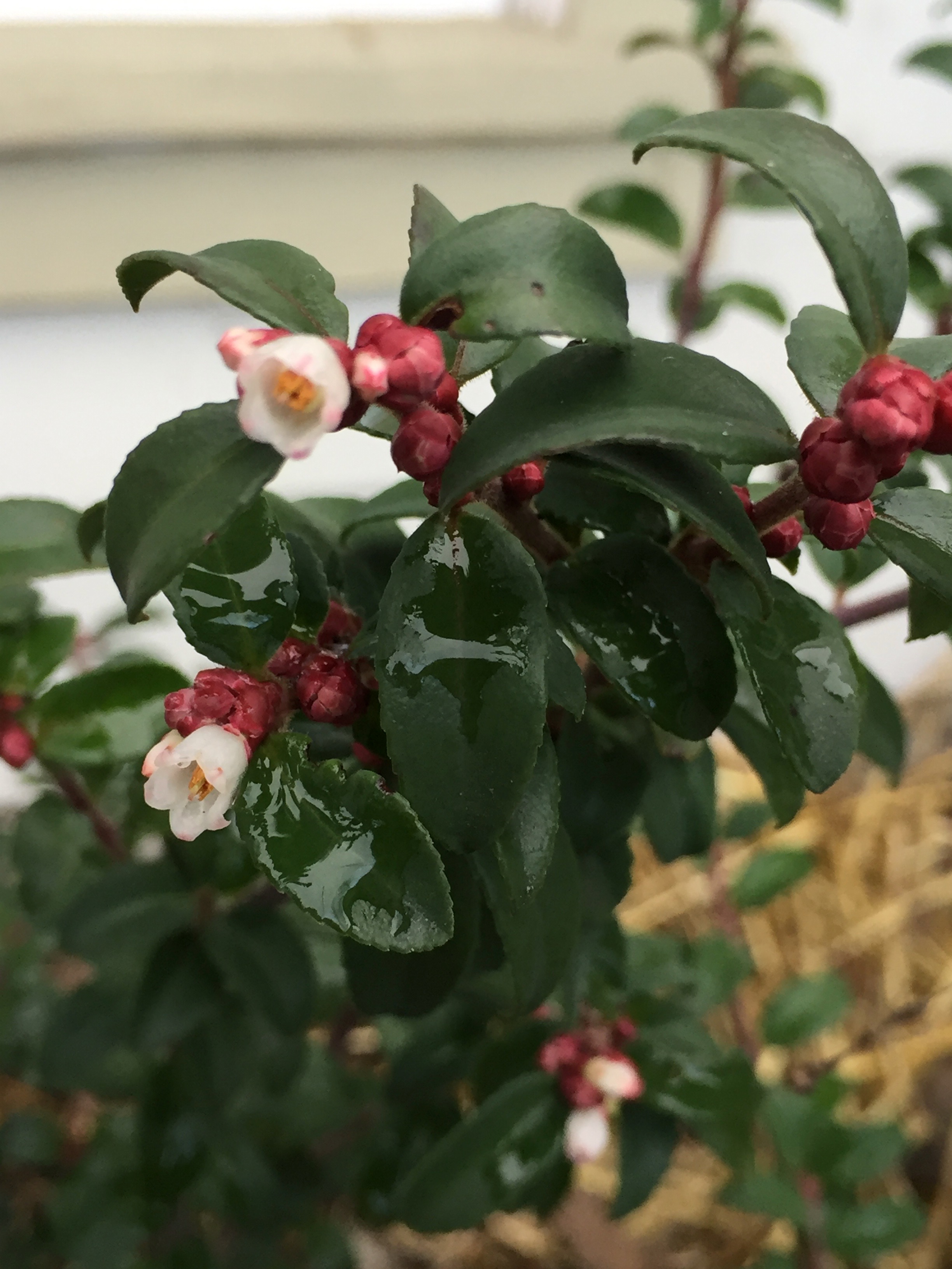 Huckleberry 