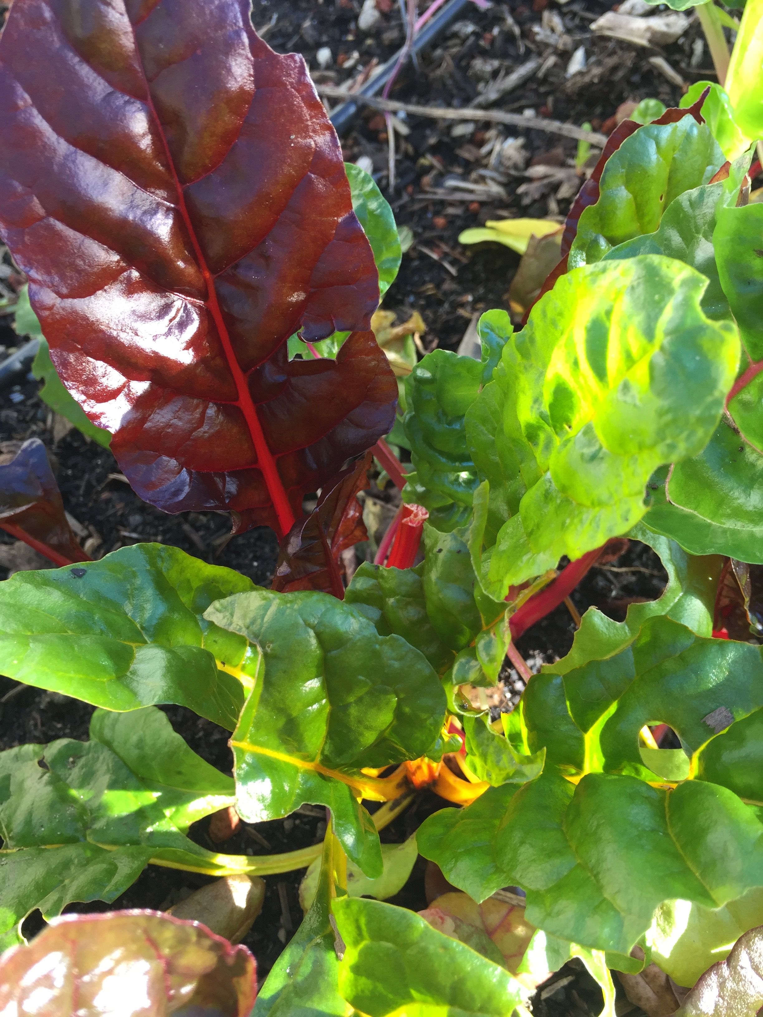 Swiss Chard in the South Garden