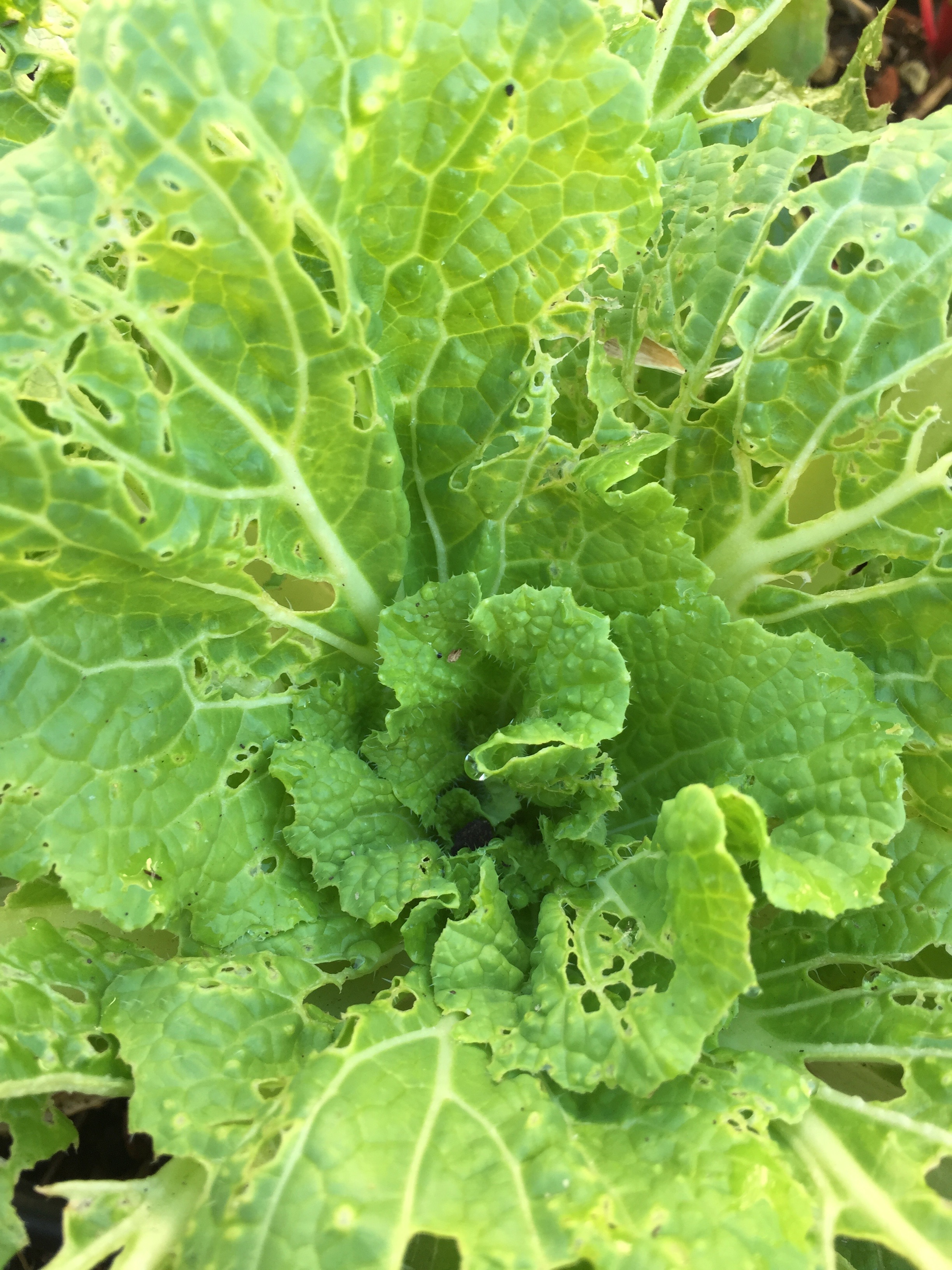 Cabbage, acting more as a trap crop at the moment