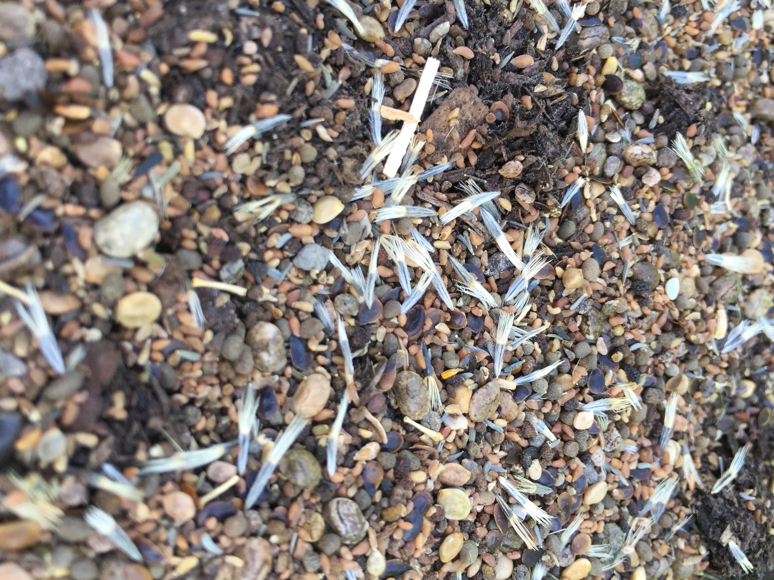 California native annual wildflower seeds, before getting mixed into a bin of soil to add to our pollinator gardens