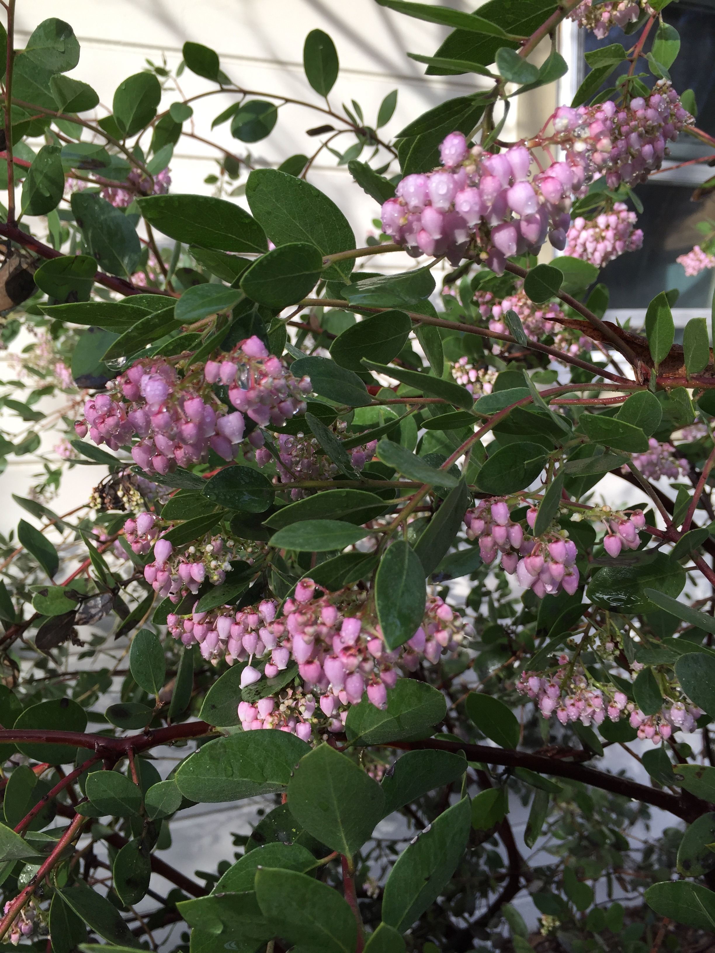 Arctostaphylos densiflora 'Howard McMinn' in my garden