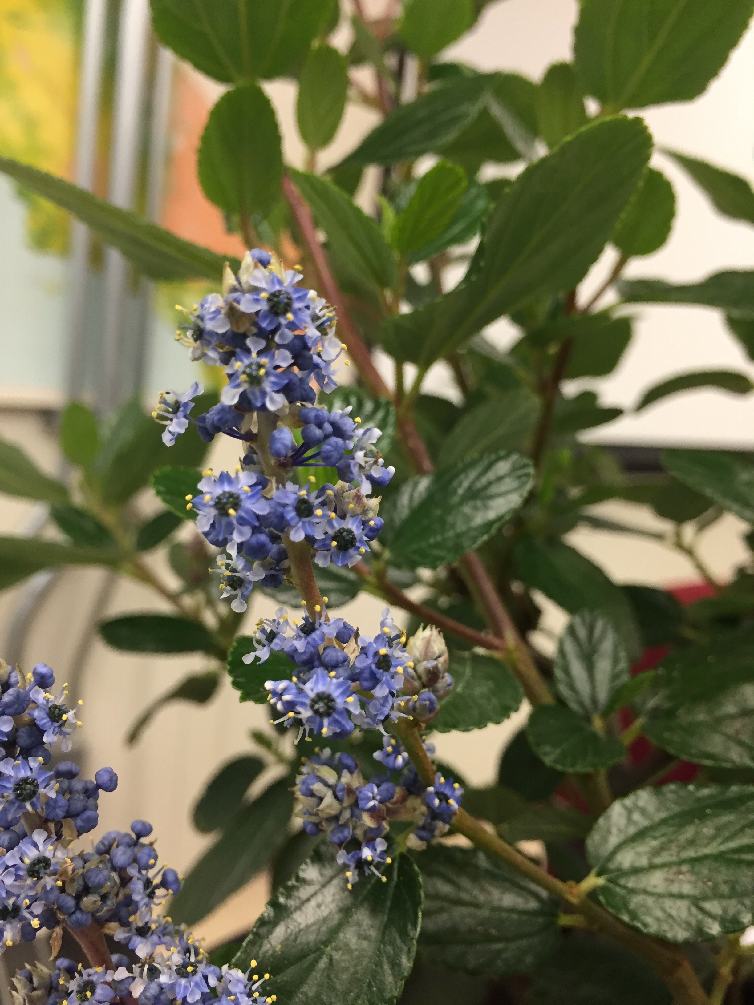 Ceanothus arboreus 'Cliff Schmidt' in class yesterday