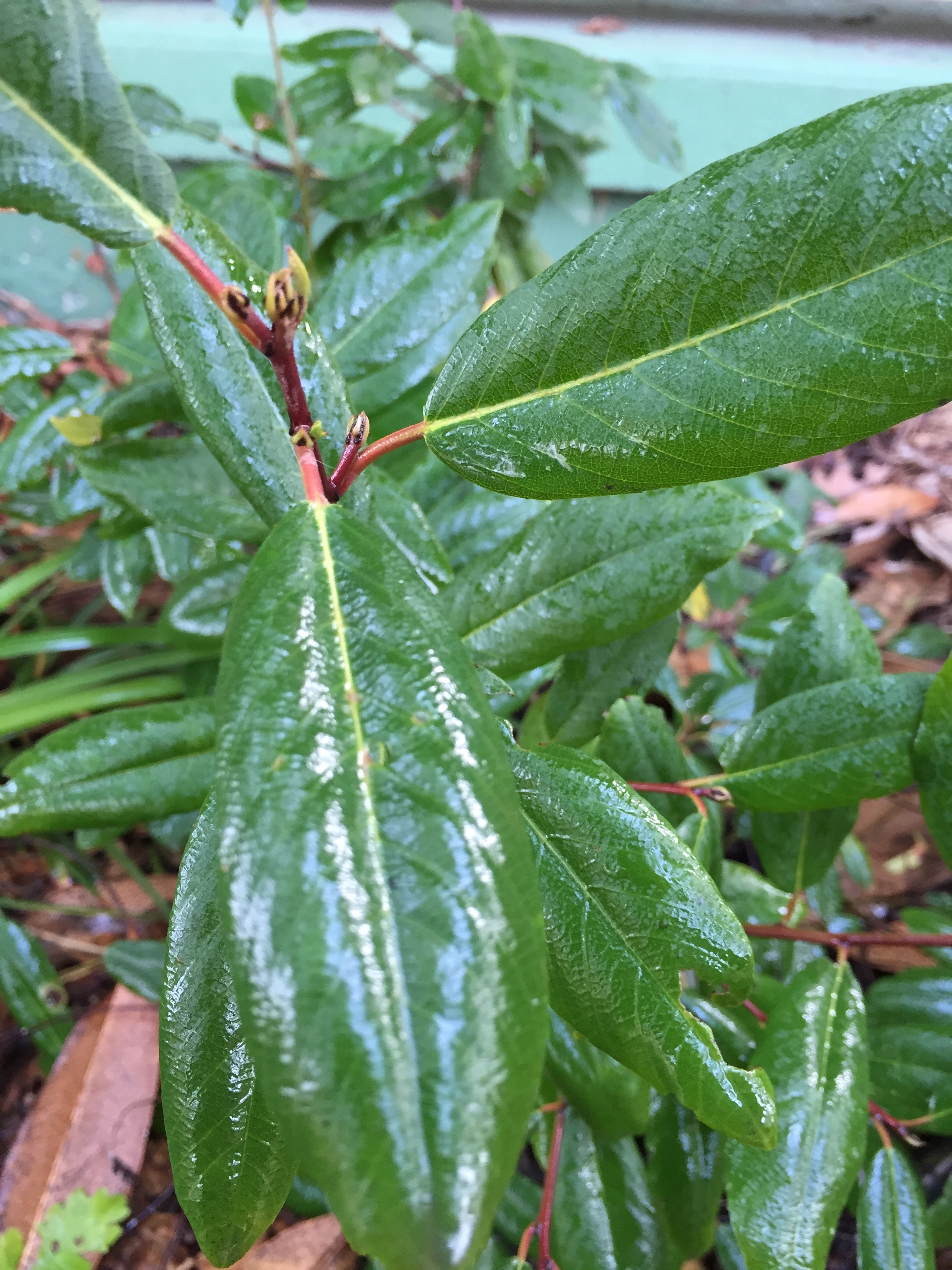 Frangula californica 'Leatherleaf' coffeeberry in my garden, probably in the wrong spot