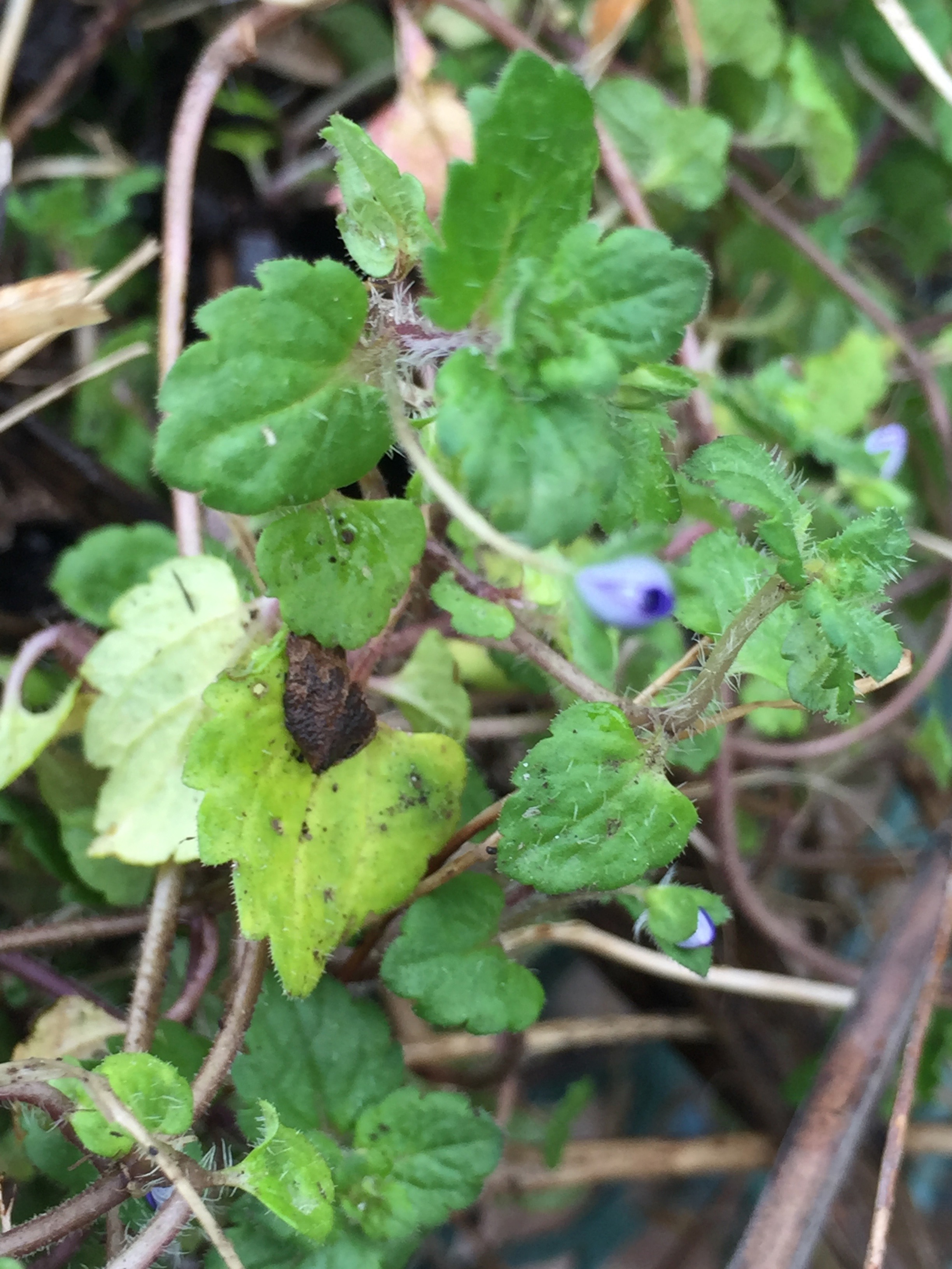 Speedwell