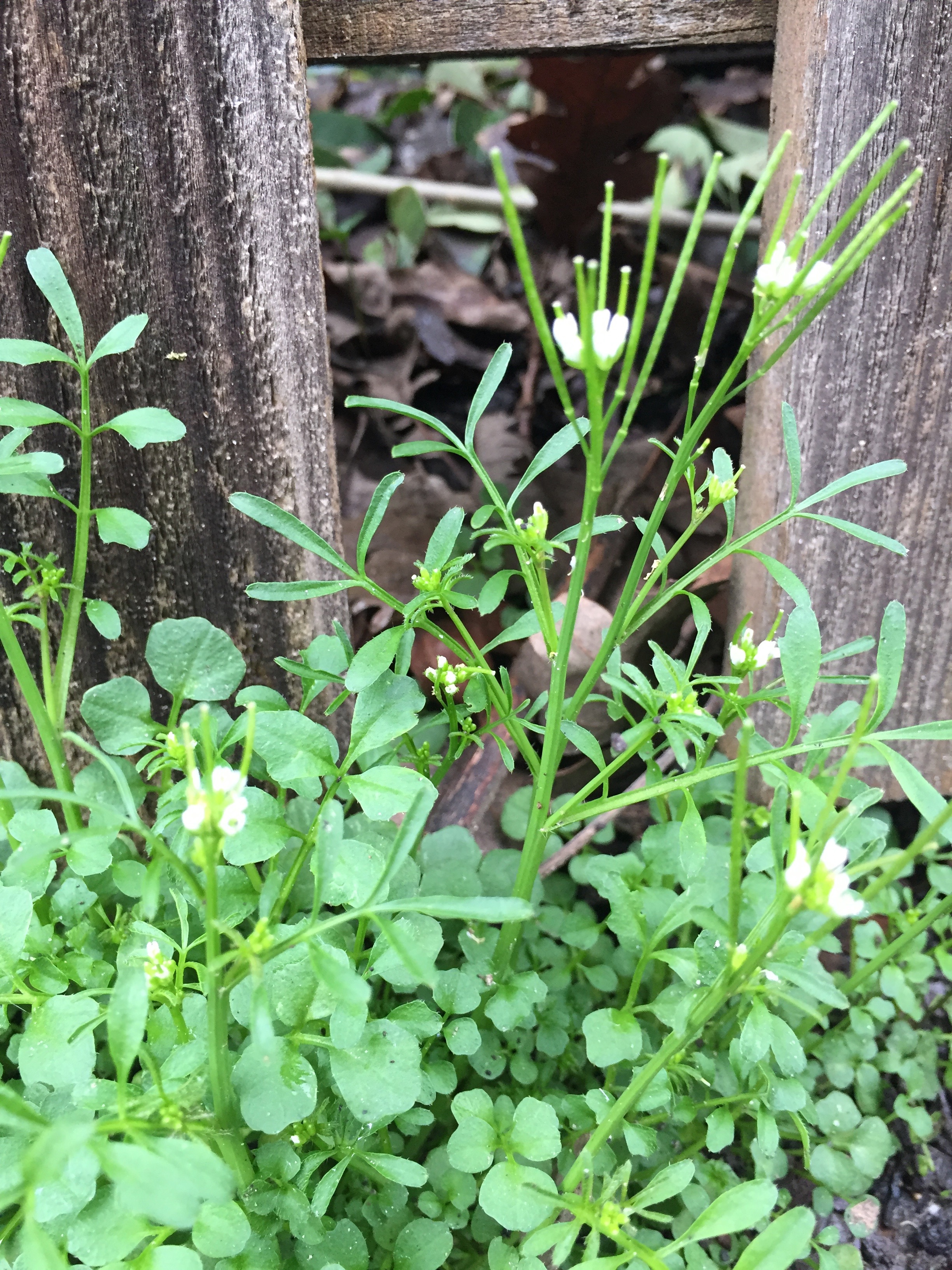 Bittercress