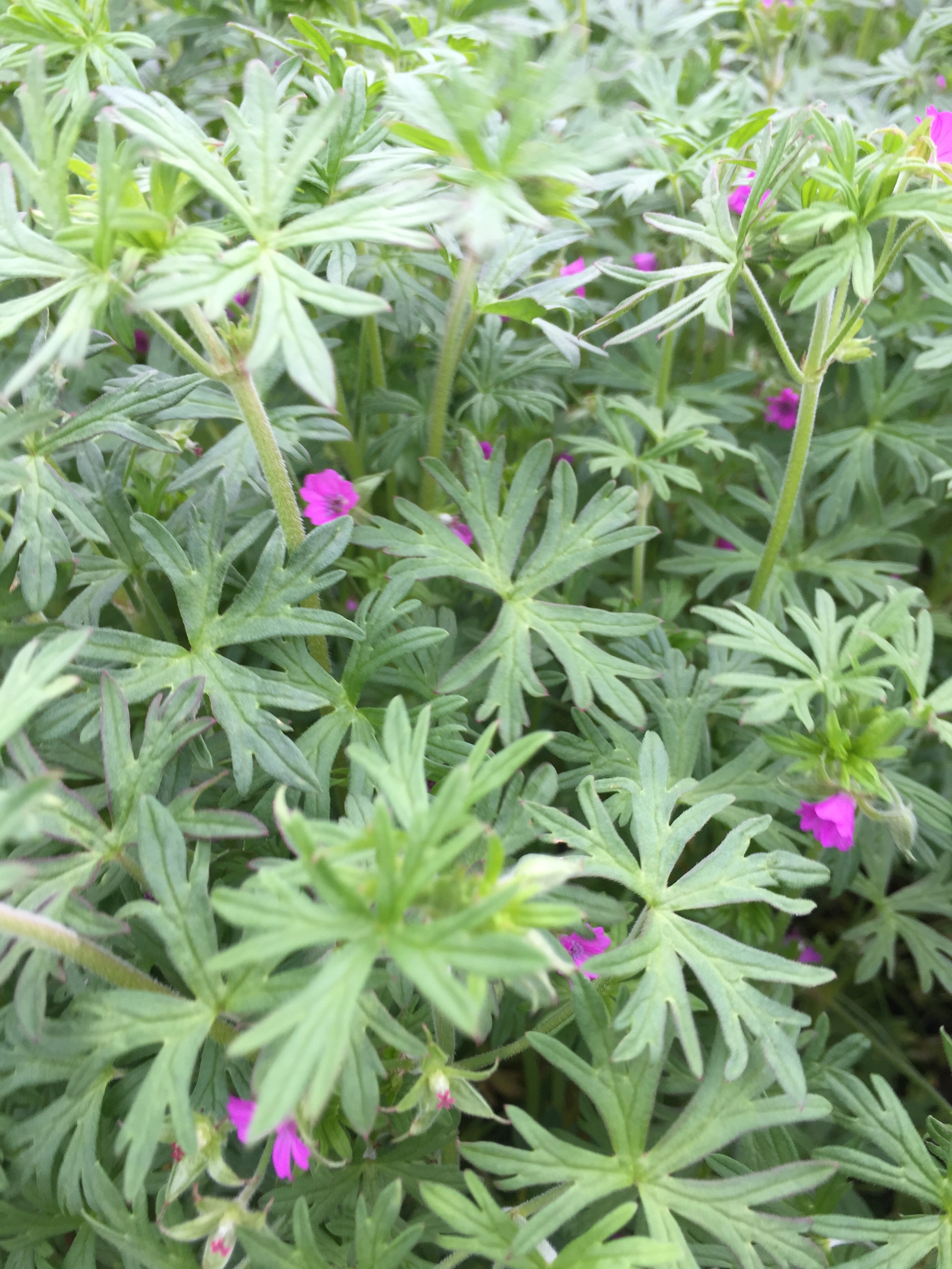 Herb Robert