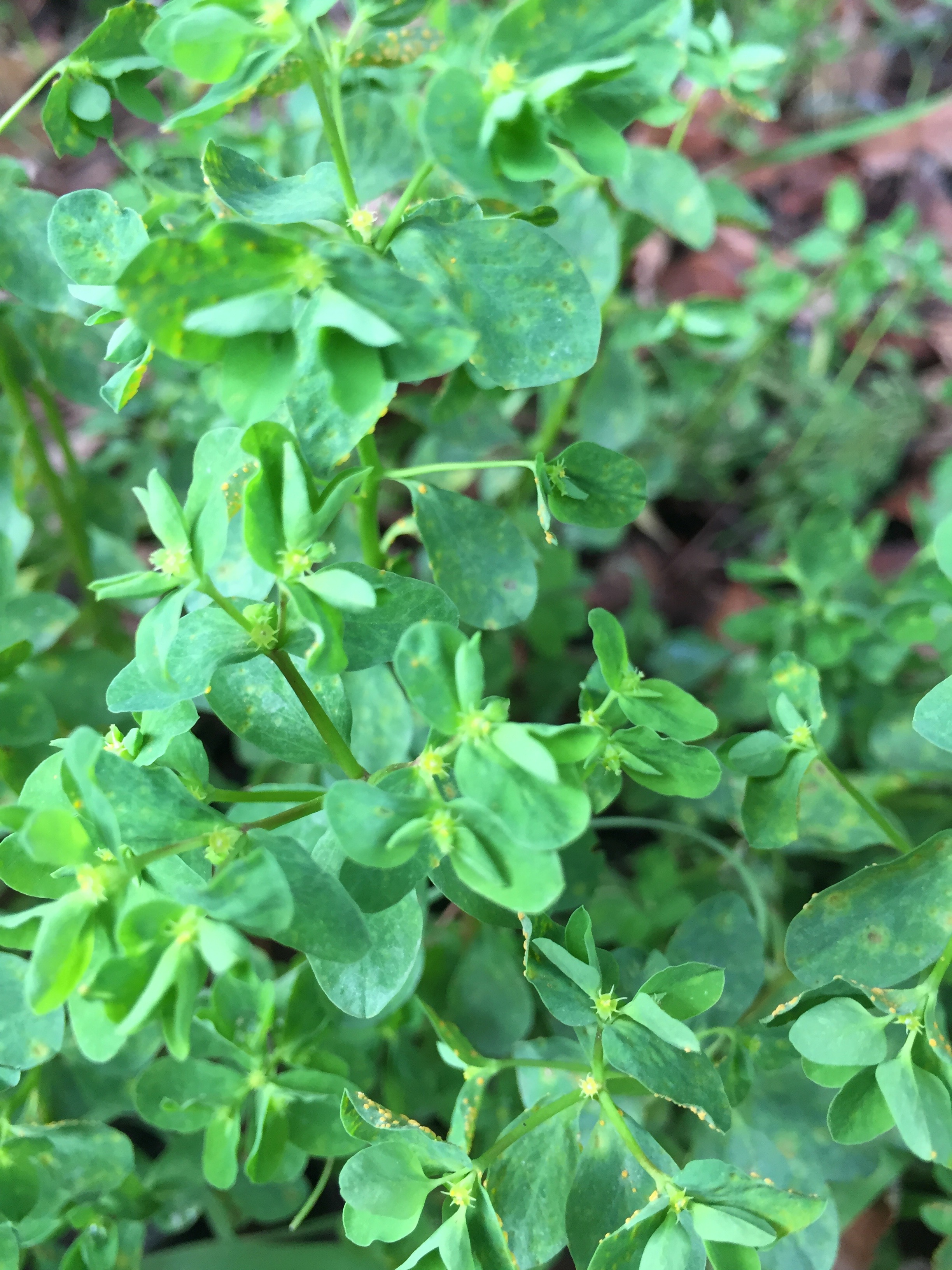 Petty Spurge