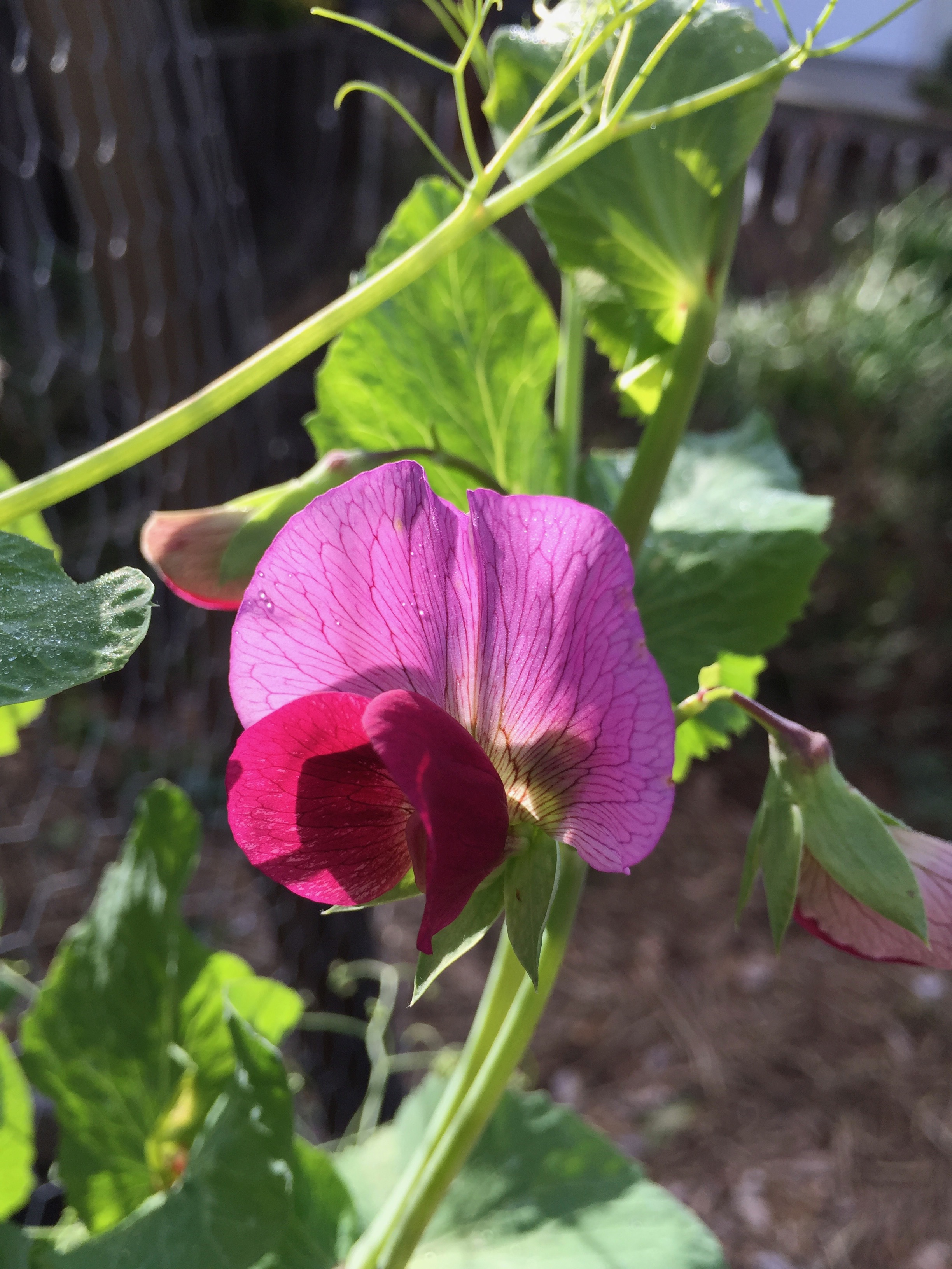 A shelling pea blossom, somehow pink. 