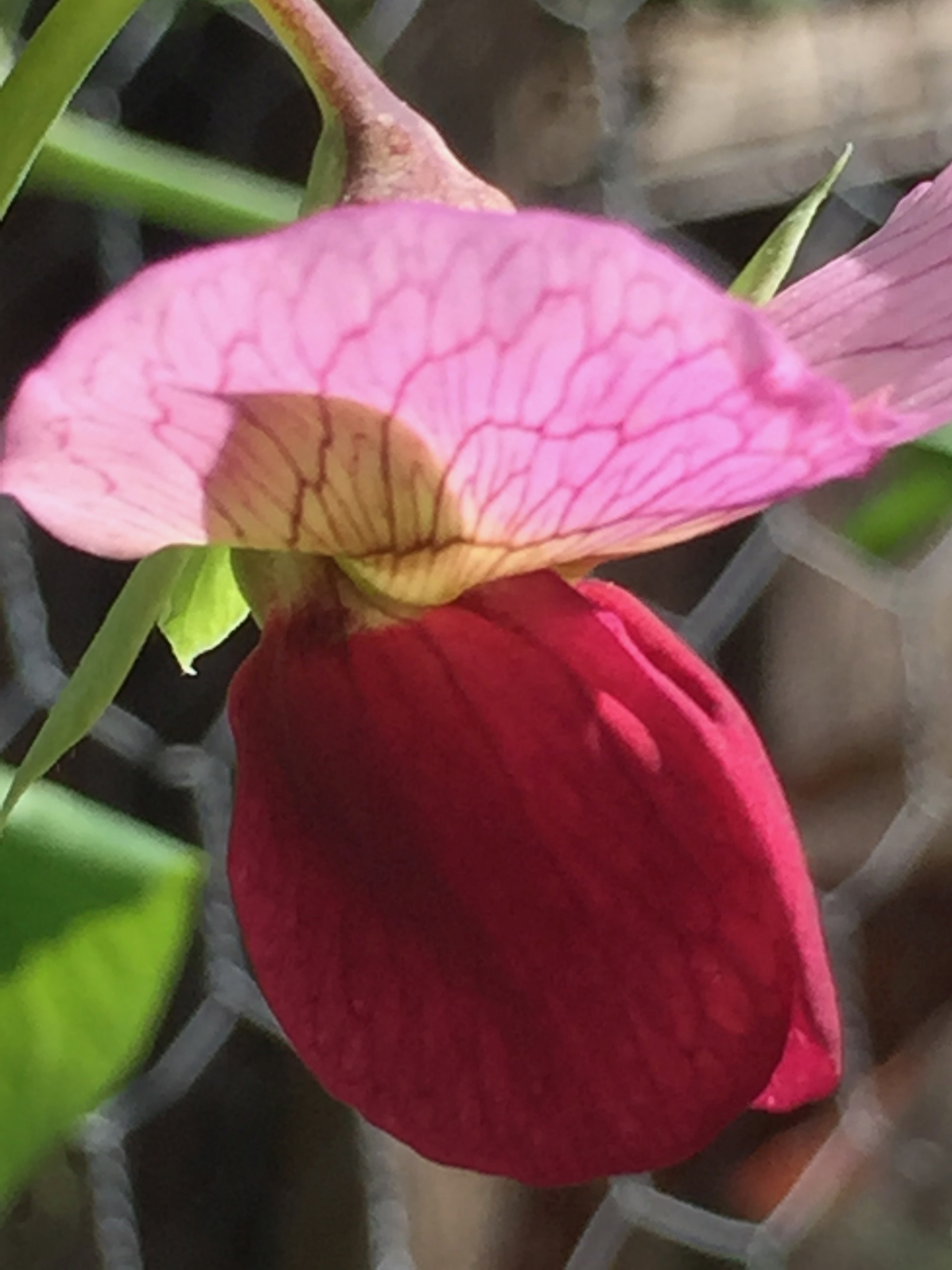 Pea blossom. I had to look back to see which peas these might be as I was expecting white flowers. Turns out they are an heirloom called 'Blush Tendril' and I planted them in September of last year. They are vigorously blooming in purple, pink, and rose colors - and apparently the pods will be green blushed with pink.