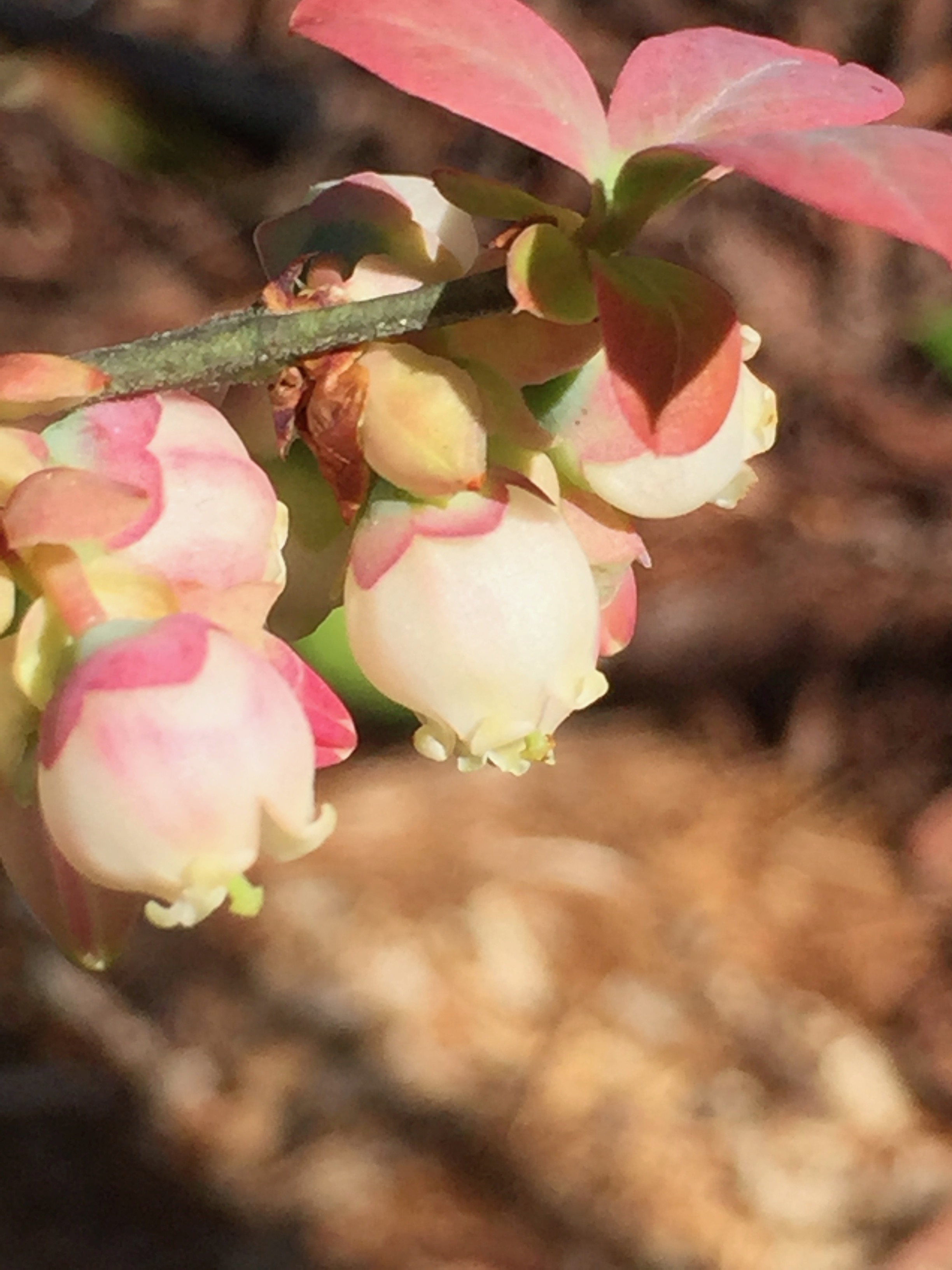 This is a blueberry cultivar I got from Stark Bros. called Bushel and Berry Pink Icing. It was made for use in zone 9 and has done well here after being transplanted THREE times (my fault, not the plant's). Because of that it is still small, but it is clearly plucky. I bed my blueberries in deep organic matter that is not so fertile - leaves, sawdust. This cultivar is self-pollinating but I do have several other varieties of blueberry in the yard which might mean it gets cross-pollinated somehow.