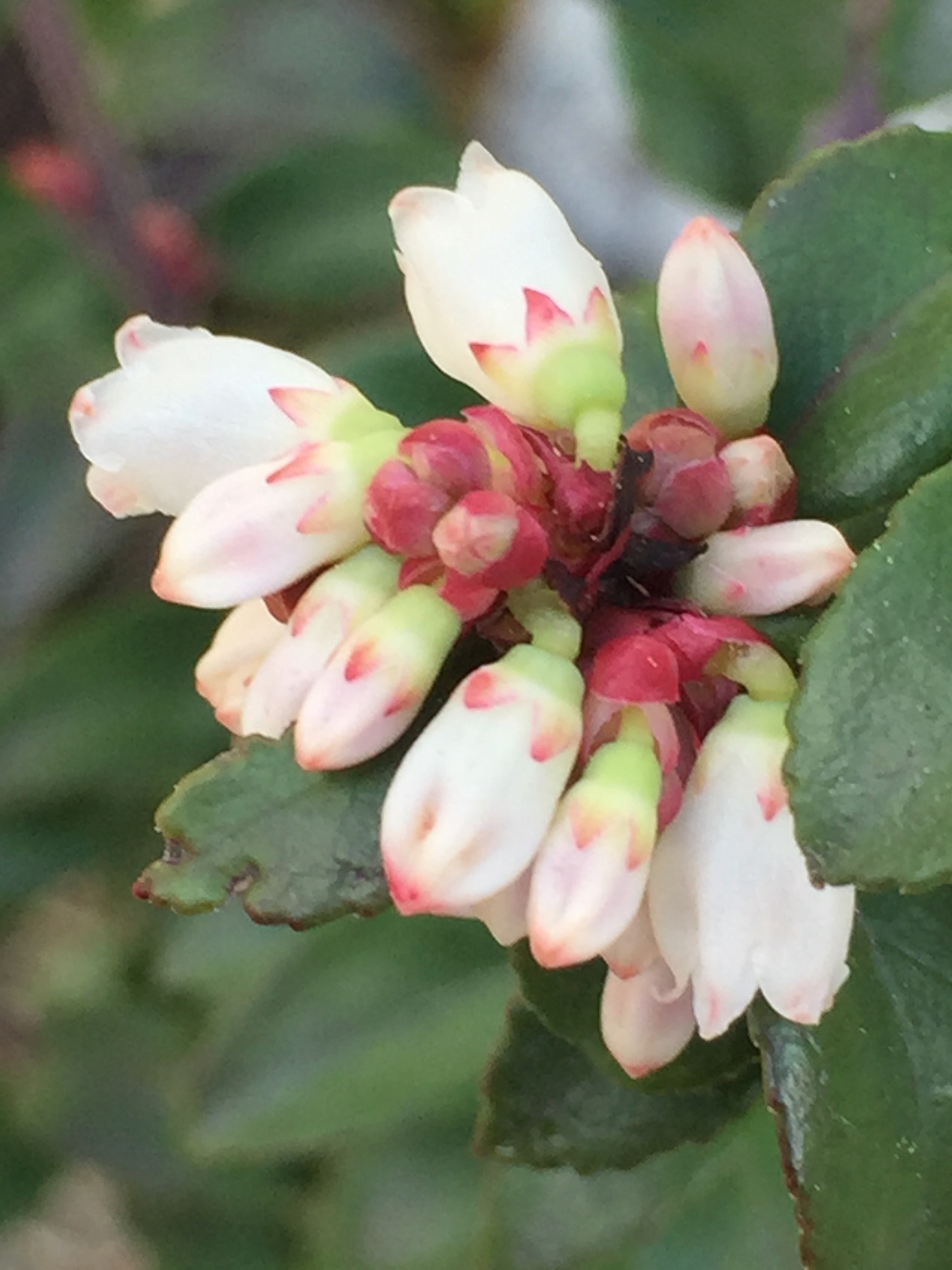 Vaccinium ovatum, or California Huckleberry. This is our native species and it does well in a mostly shady location in our yard, protected from wind (in the wild it would be in a riparian, woodland area). The flowers are lovely and the hummingbirds go mad for them.