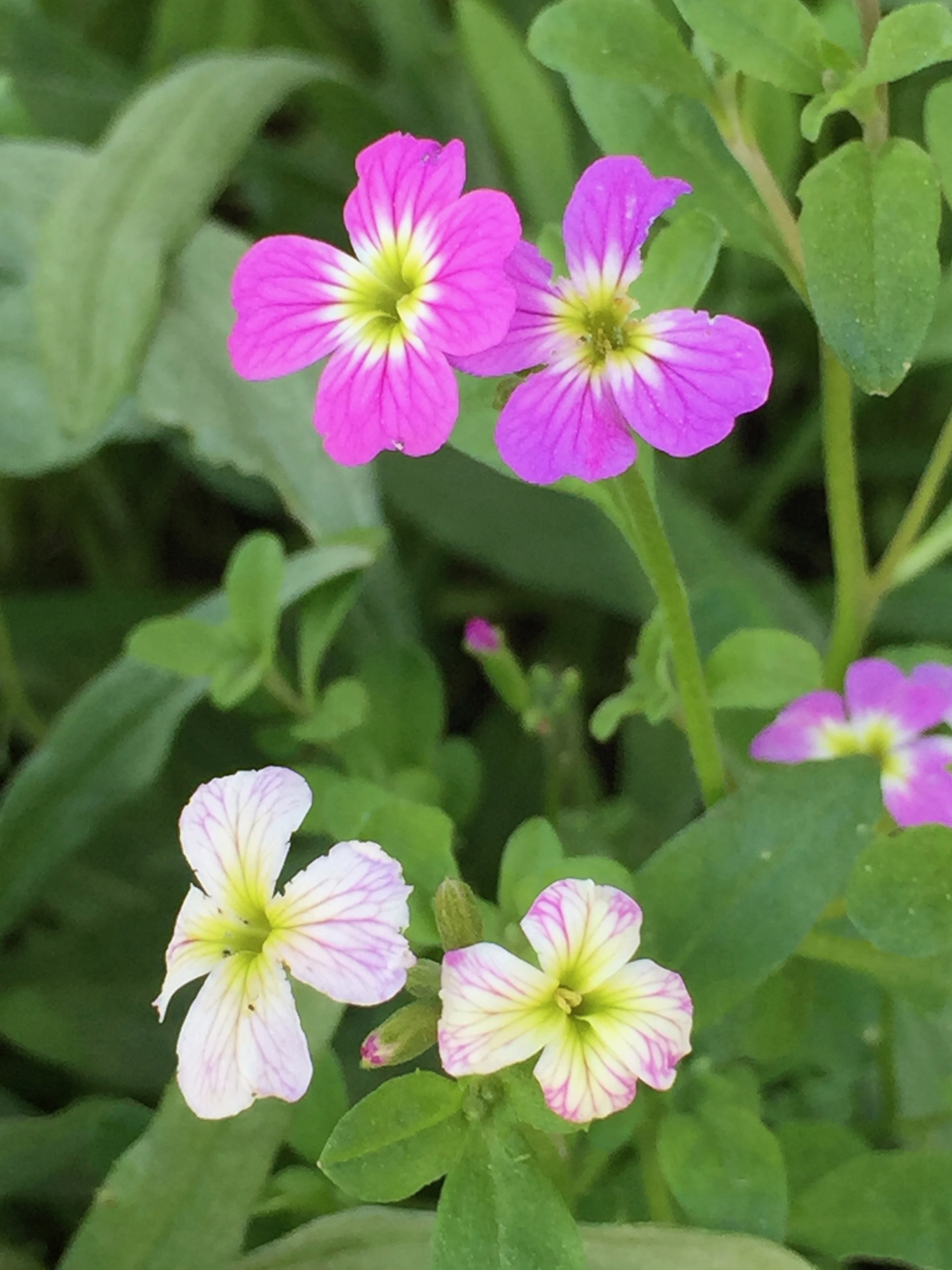 Claytonia sibirica or Peppermint Candy Flower, this is a native Californian related to the other Claytonia we know well, Miner's Lettuce. It likes shade and damp conditions and is a perennial.