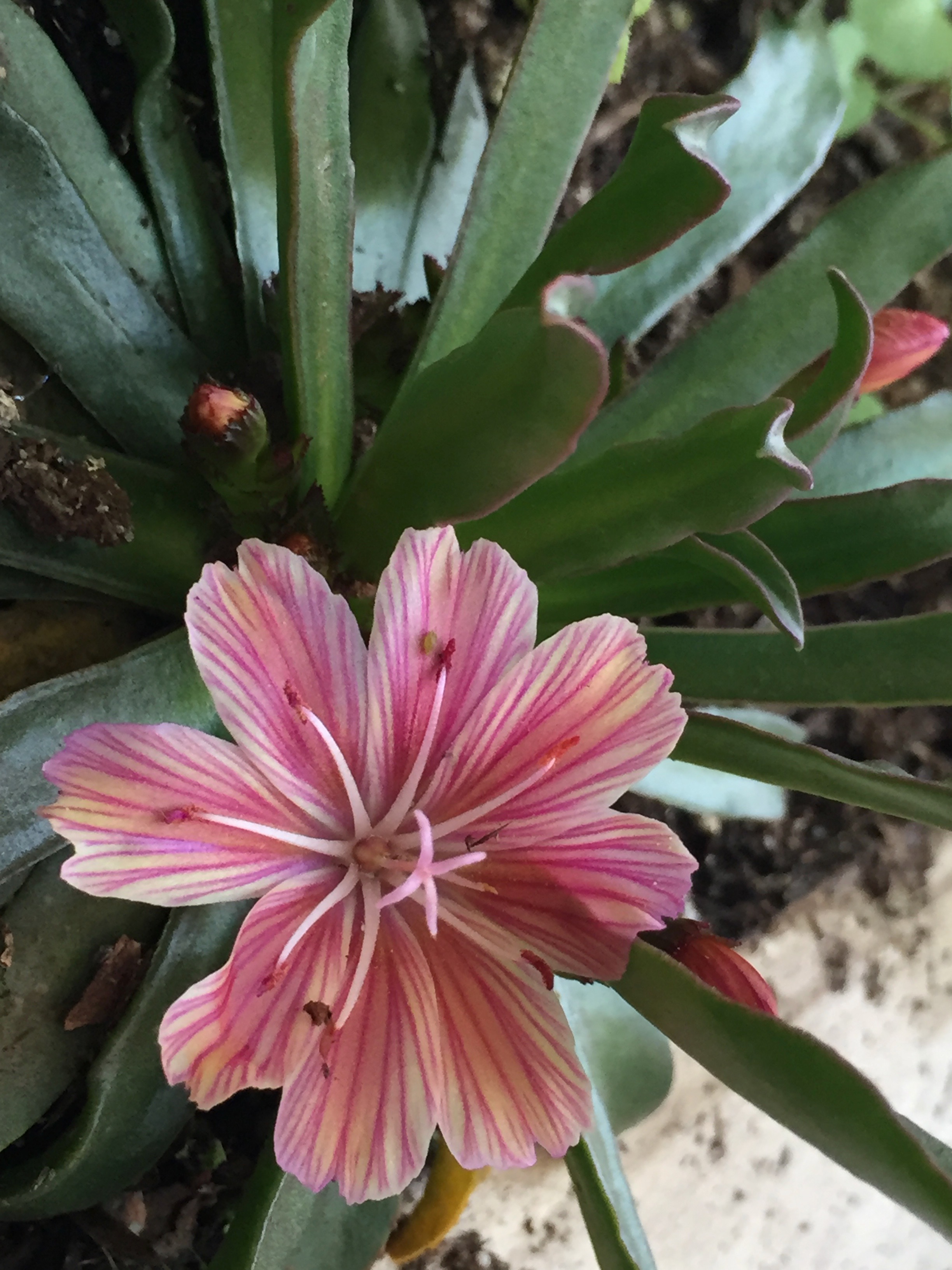 Lewisia longipetala var. 'Little Plum' - another CA native and one that likes dry spaces or rock walls. I have it in my pallet planter in bright shade. Isn't that flower something?