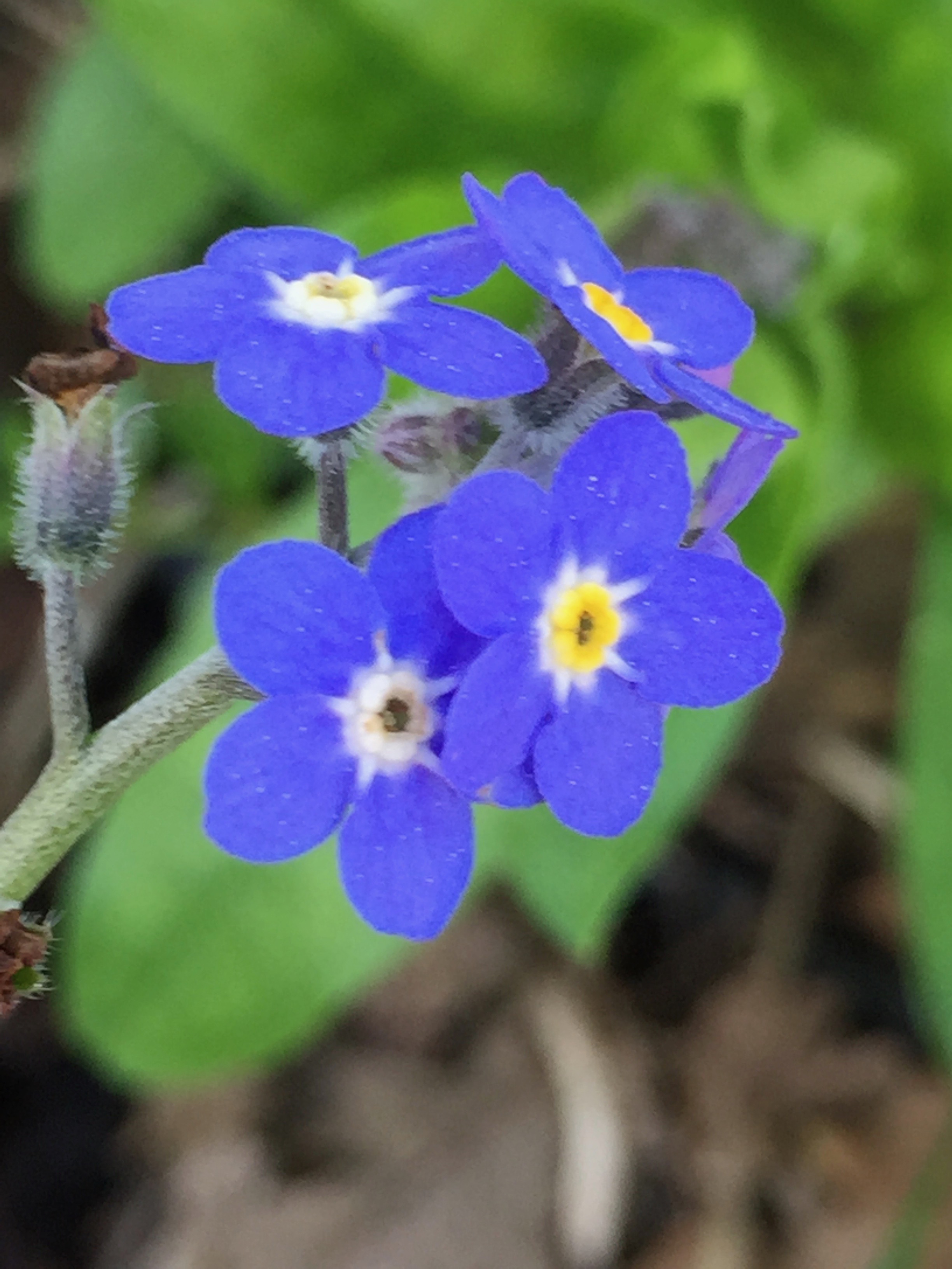 I have Chinese Forget-me-Not all over the garden, as it readily self-sows. This is Cynoglossum and is also often called Chinese Hound's Tongue. I also have a purple variety growing - check out the next photo - 
