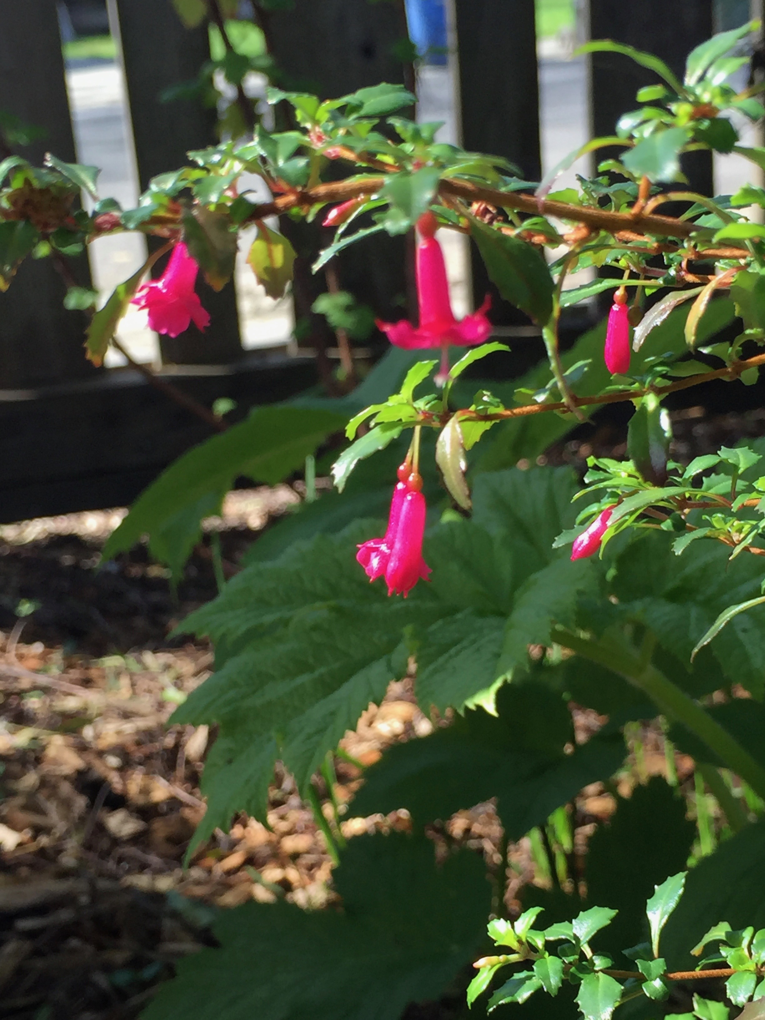 Fuchsia thymifolia - or Thyme-leaved Fuchsia, this one hails from Mexico. The entire plant is compact and a beautiful green, and the flowers simply cover the plant. Bees love this. I have it in the woodland section of my garden, so it gets dappled shade and infrequent water.