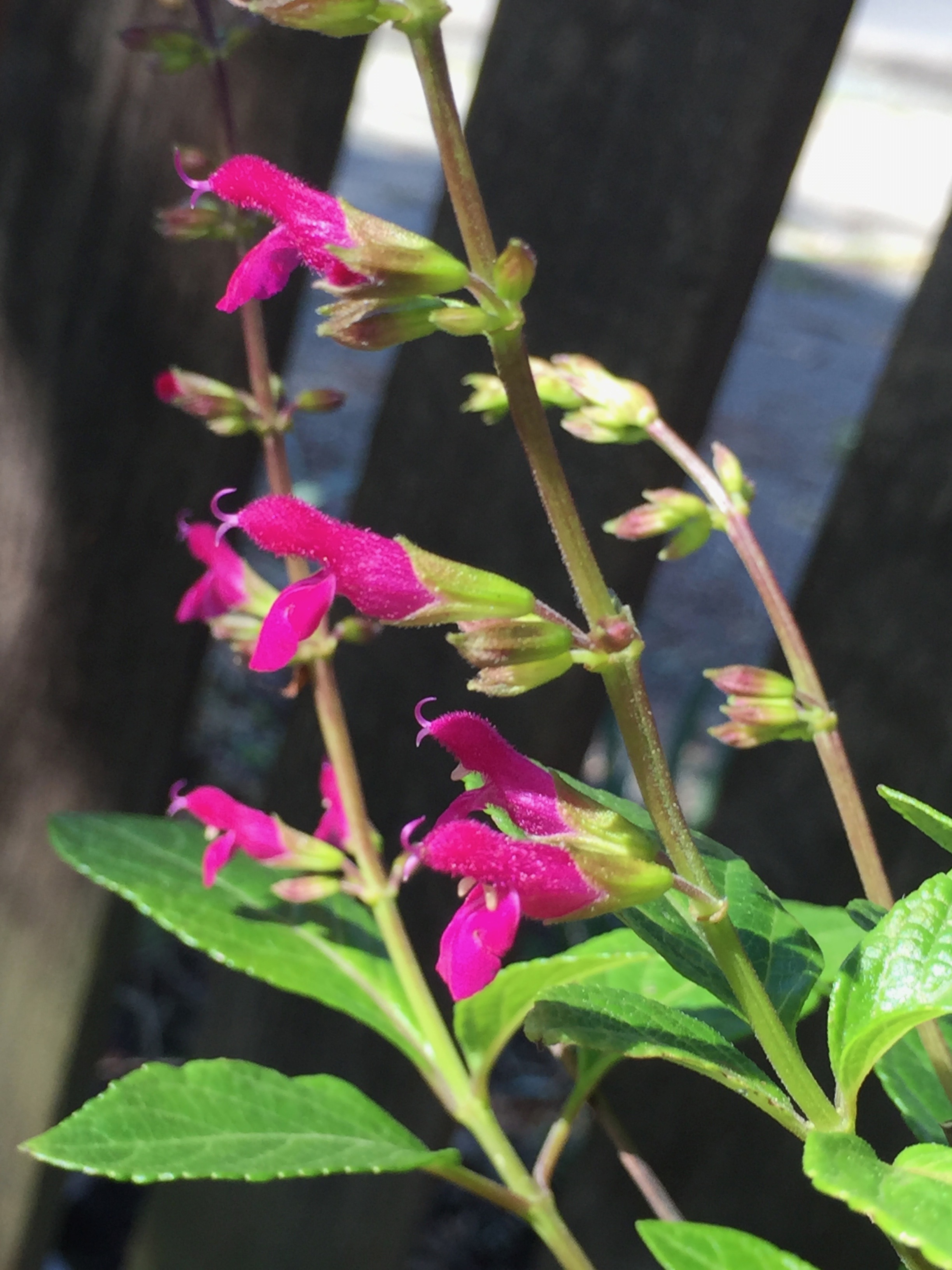 I think this is a salvia? I have so many salvias and sages all over my garden, in both shade and sun, water and no water. They all perform spectacularly. This one has been blooming all winter, and in fact I don't think I've ever seen it OUT of bloom. The Salvia iodantha is also blooming now and is really something, I've posted a picture of that one recently.
