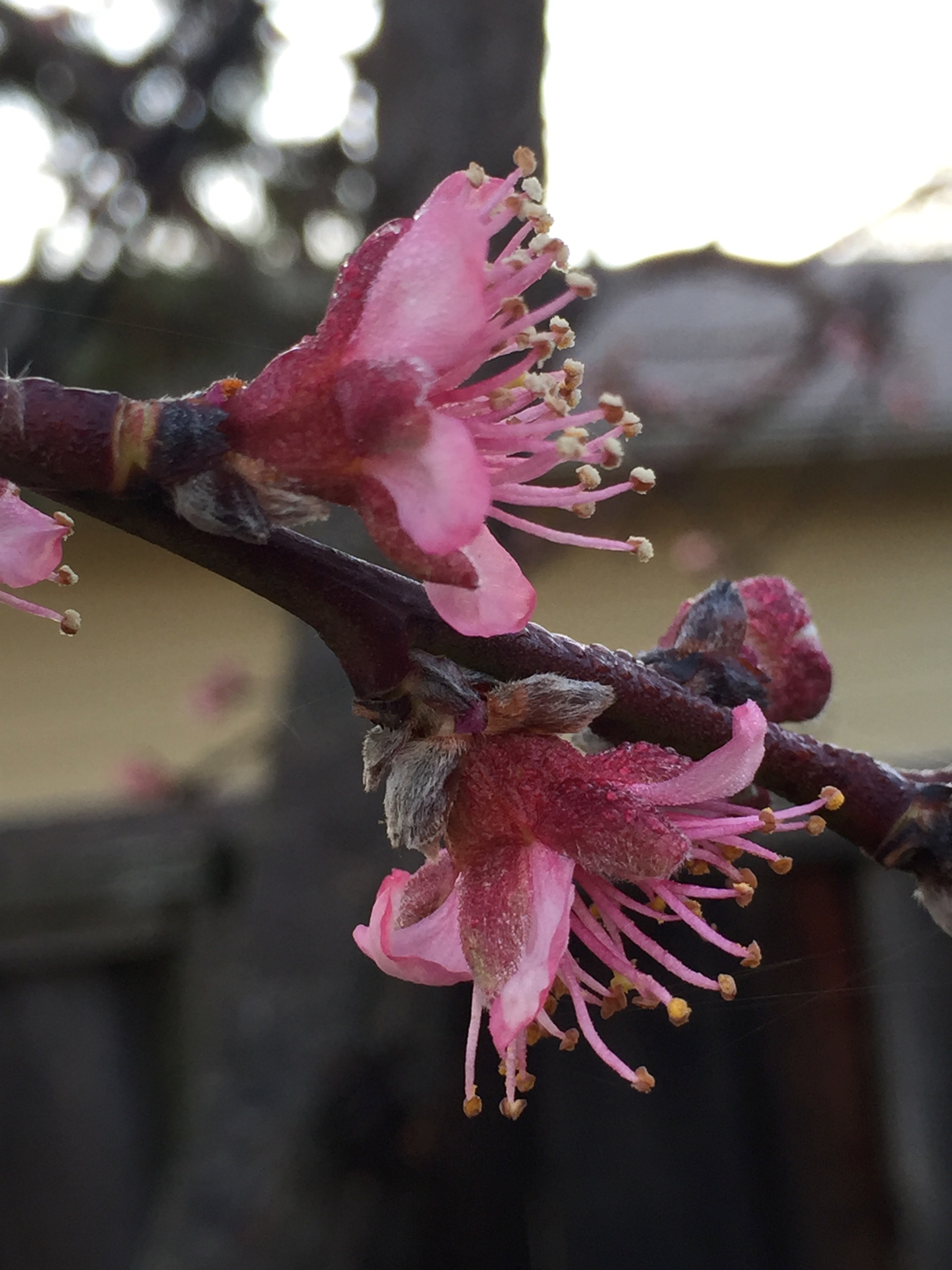 our peach tree