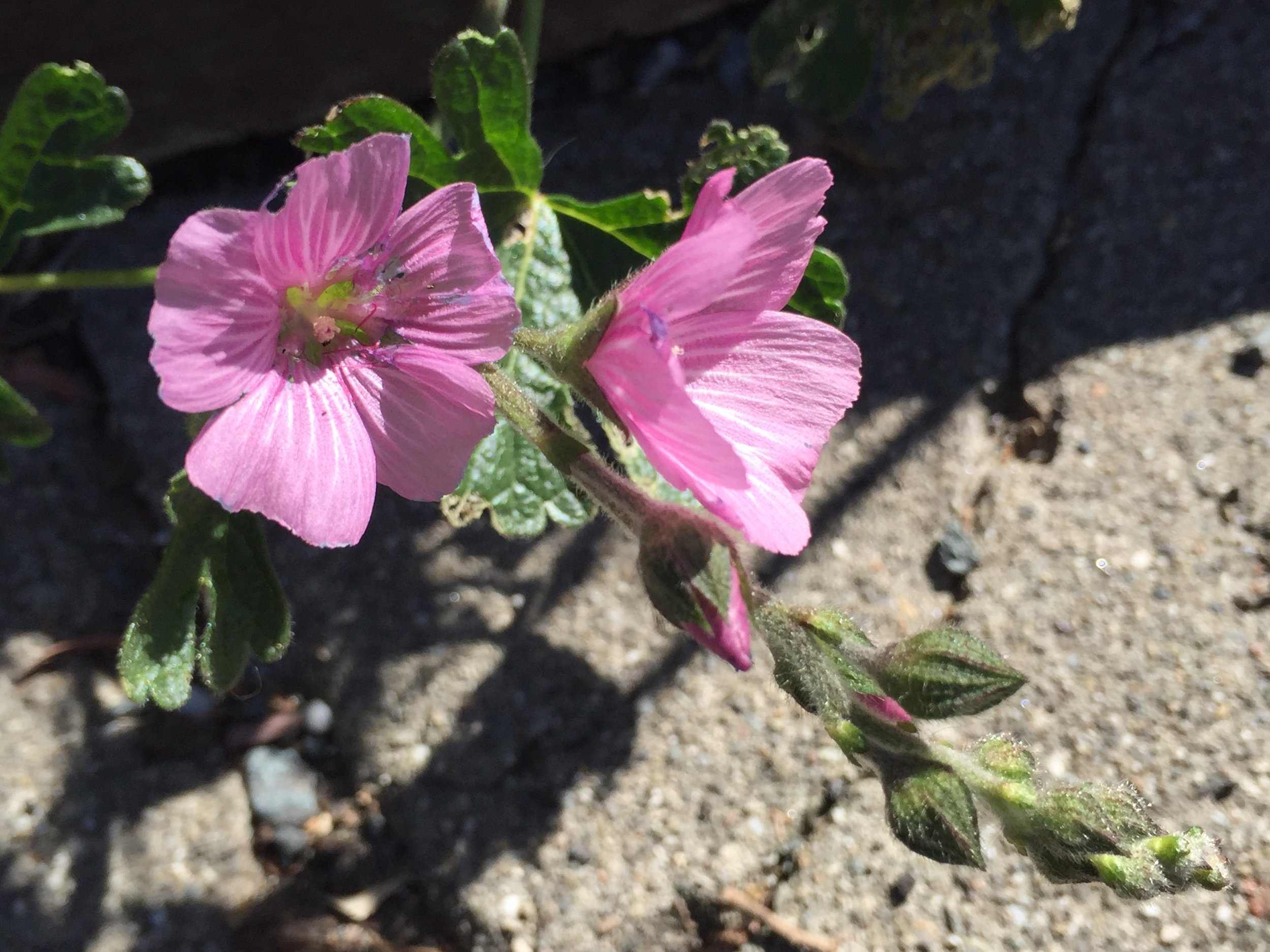 Sidalcea malvaeflora or Checkerbloom