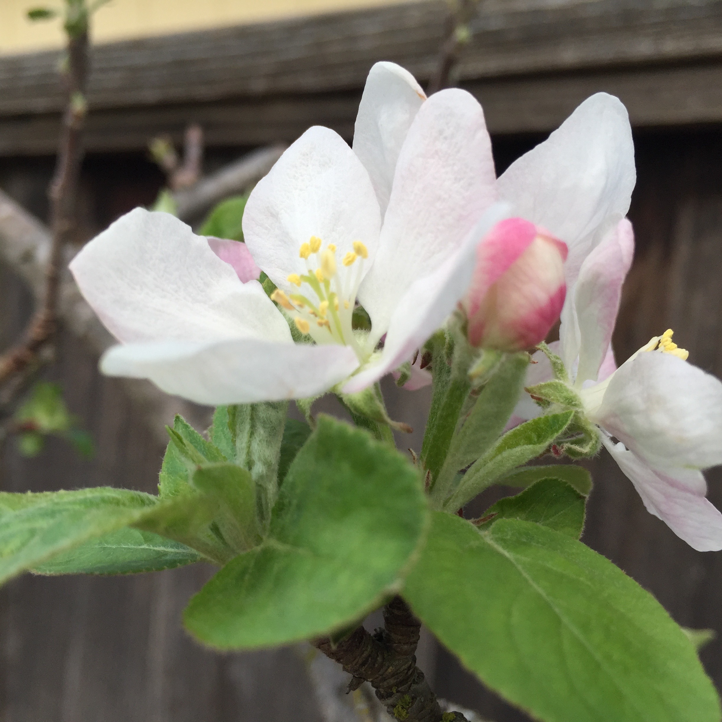 our apple tree, here when we moved in 13 years ago and still going strong