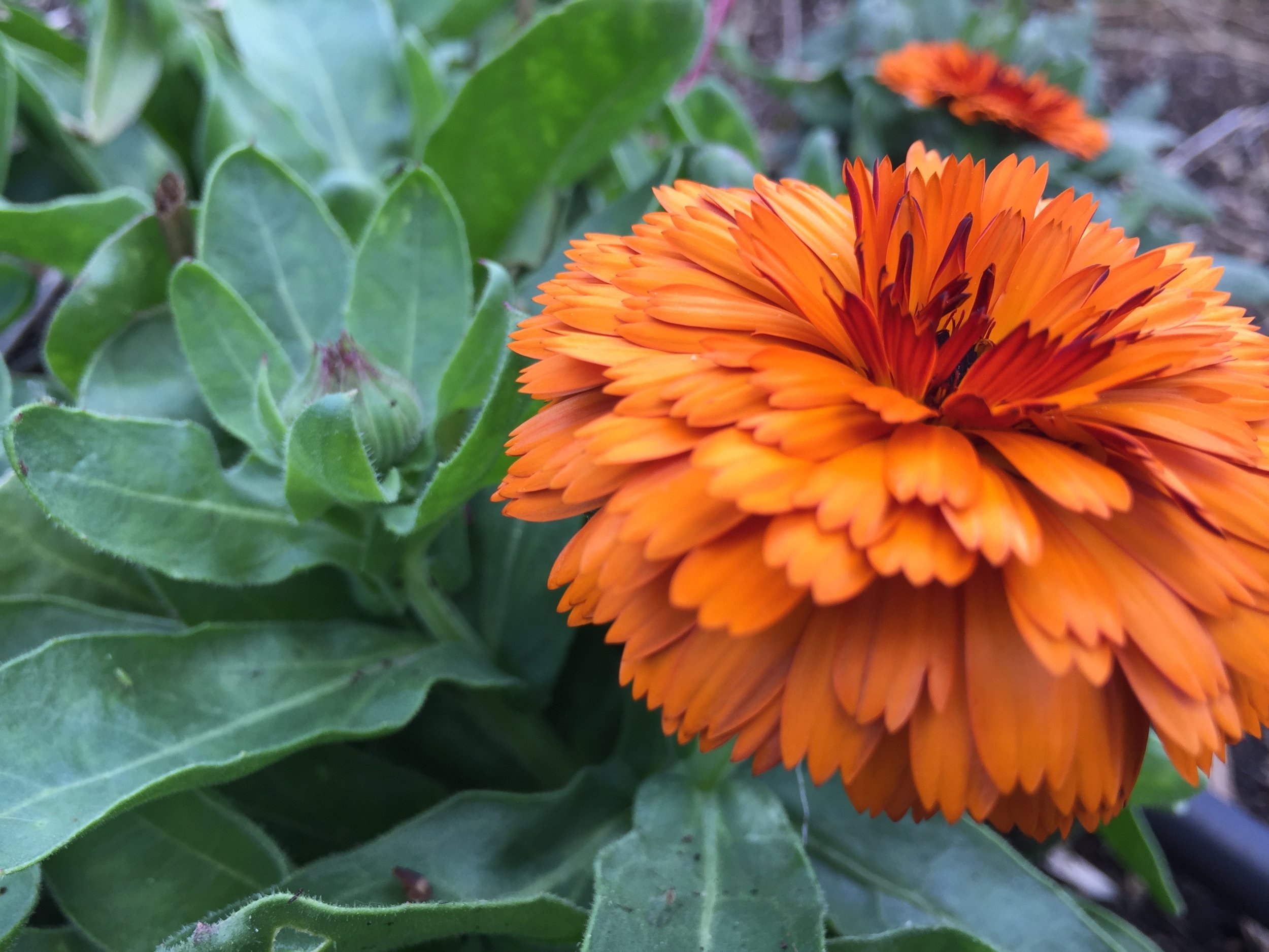 Calendula officinalis 'Flashback'