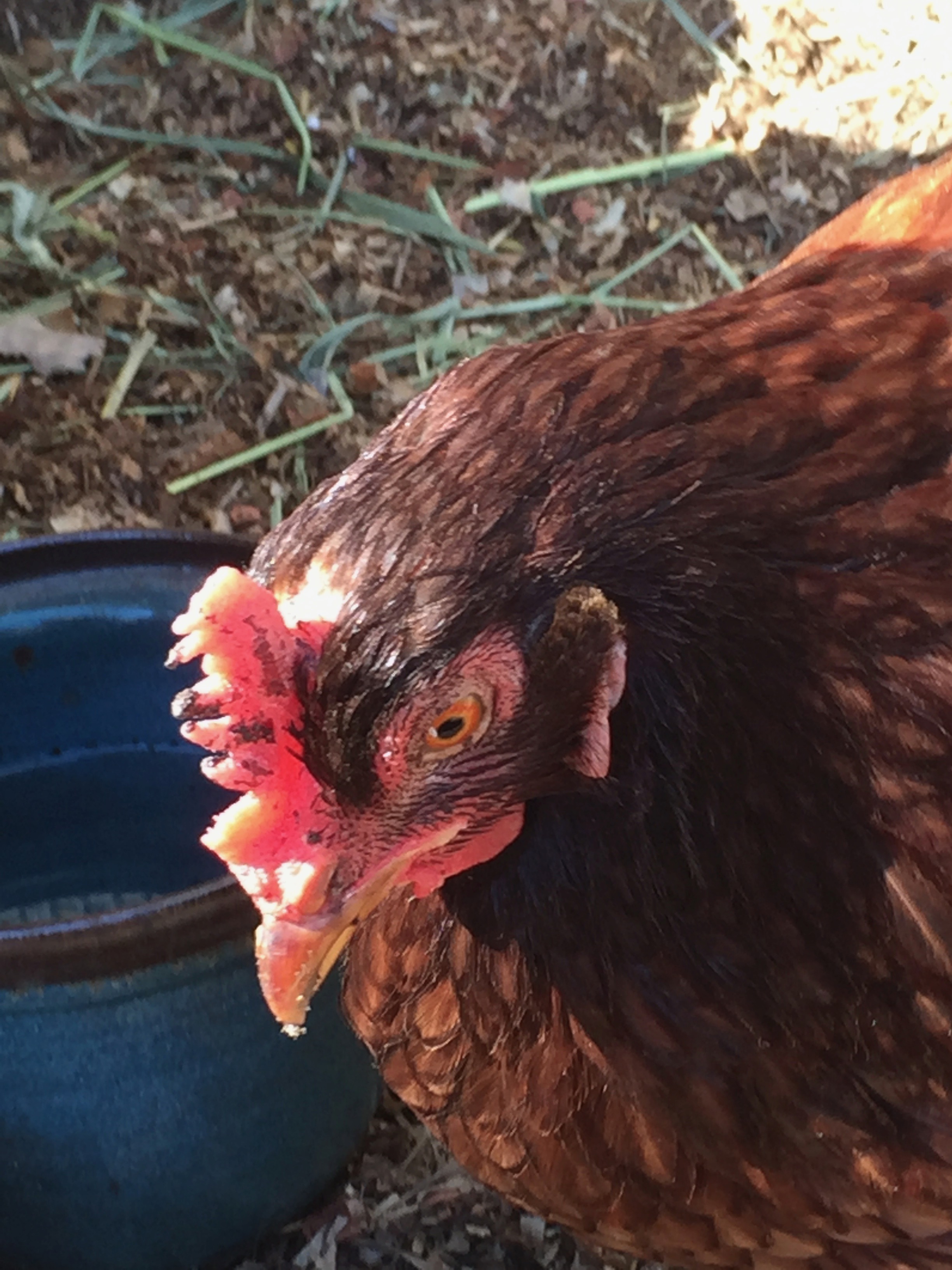 Parts of Ginny's comb have been repeatedly pecked and are shortened and bloody.