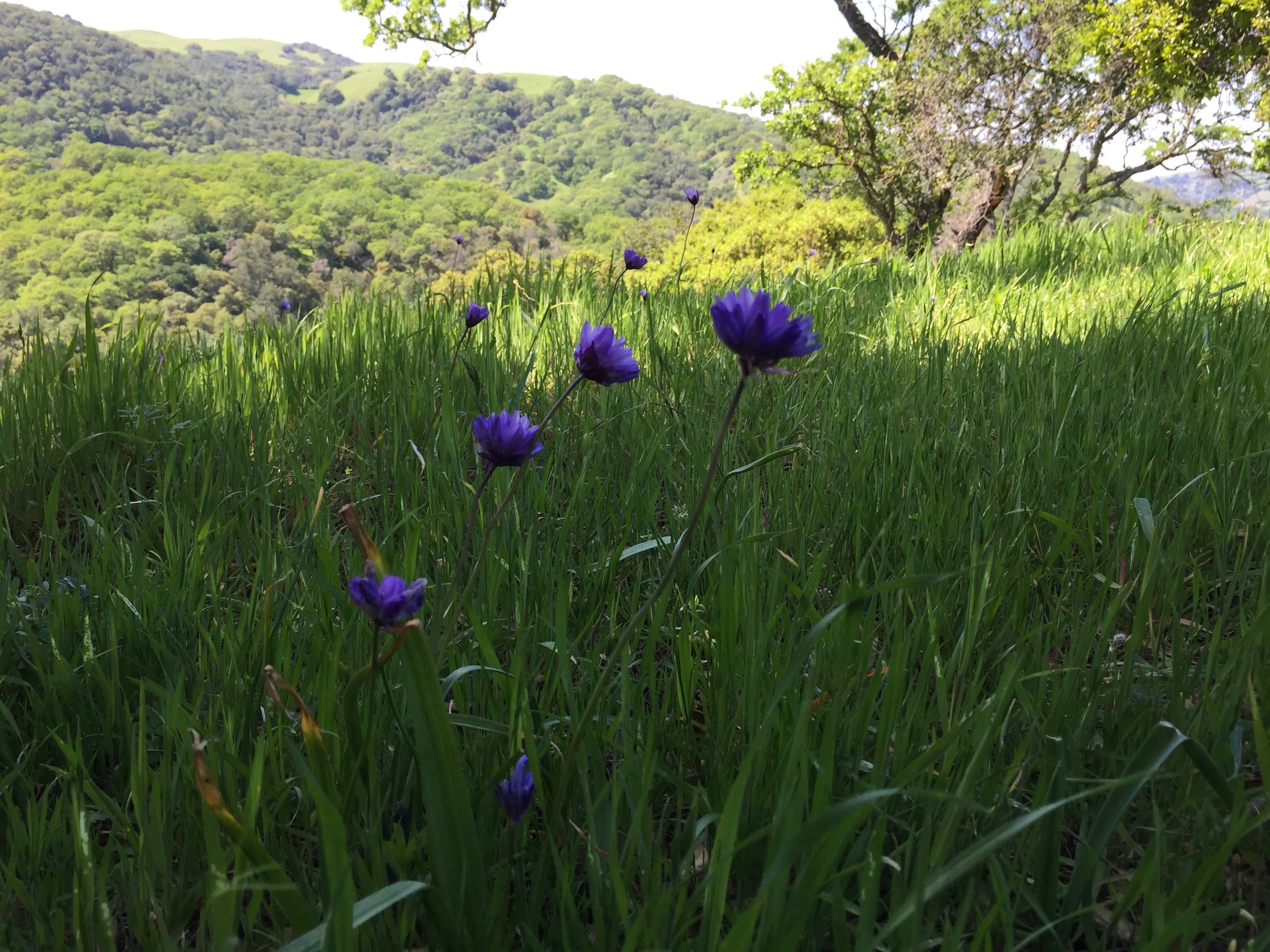 Dichelostemma capitatum (common name, Blue Dicks), in Briones