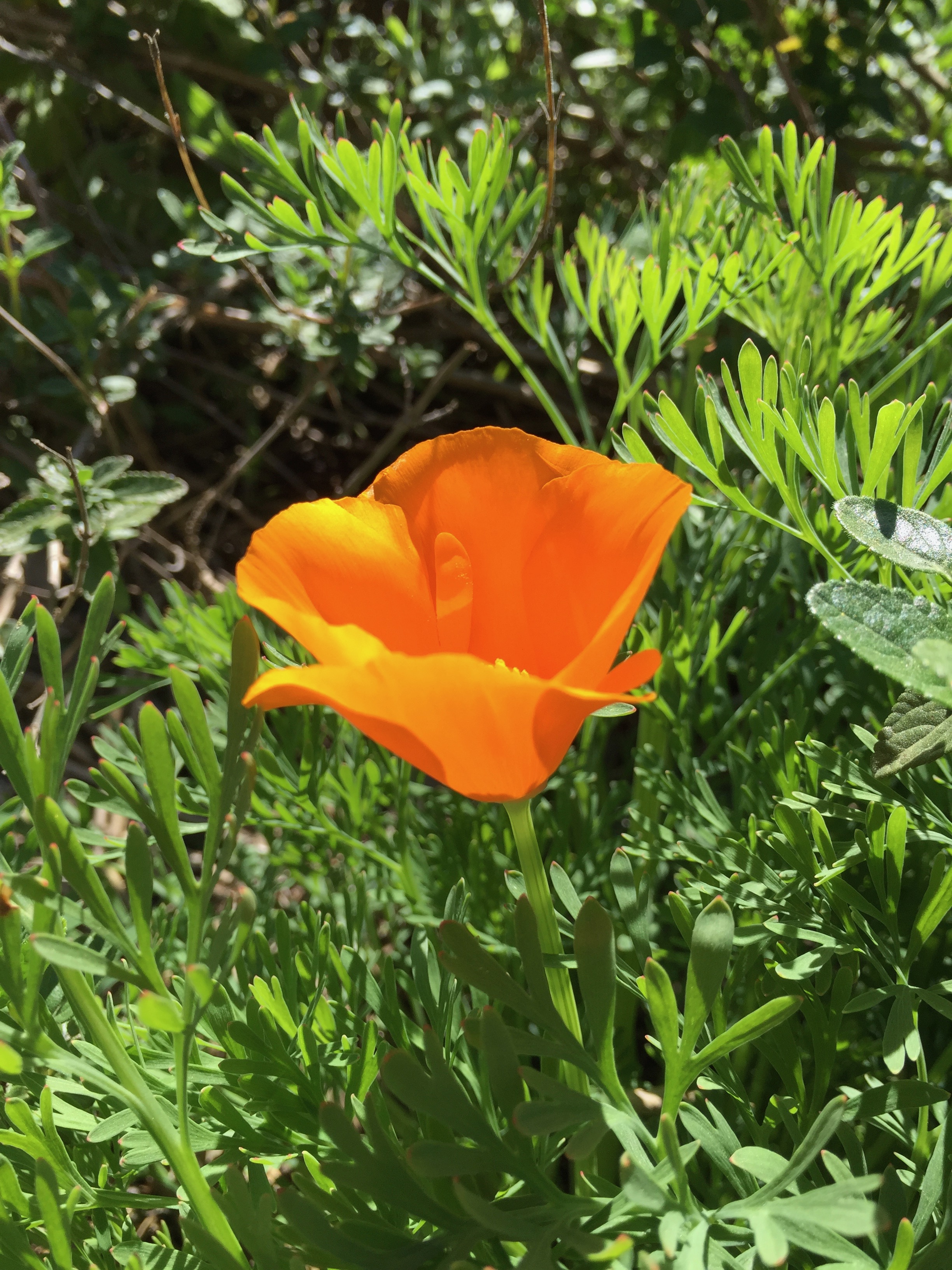 a California poppy in our garden