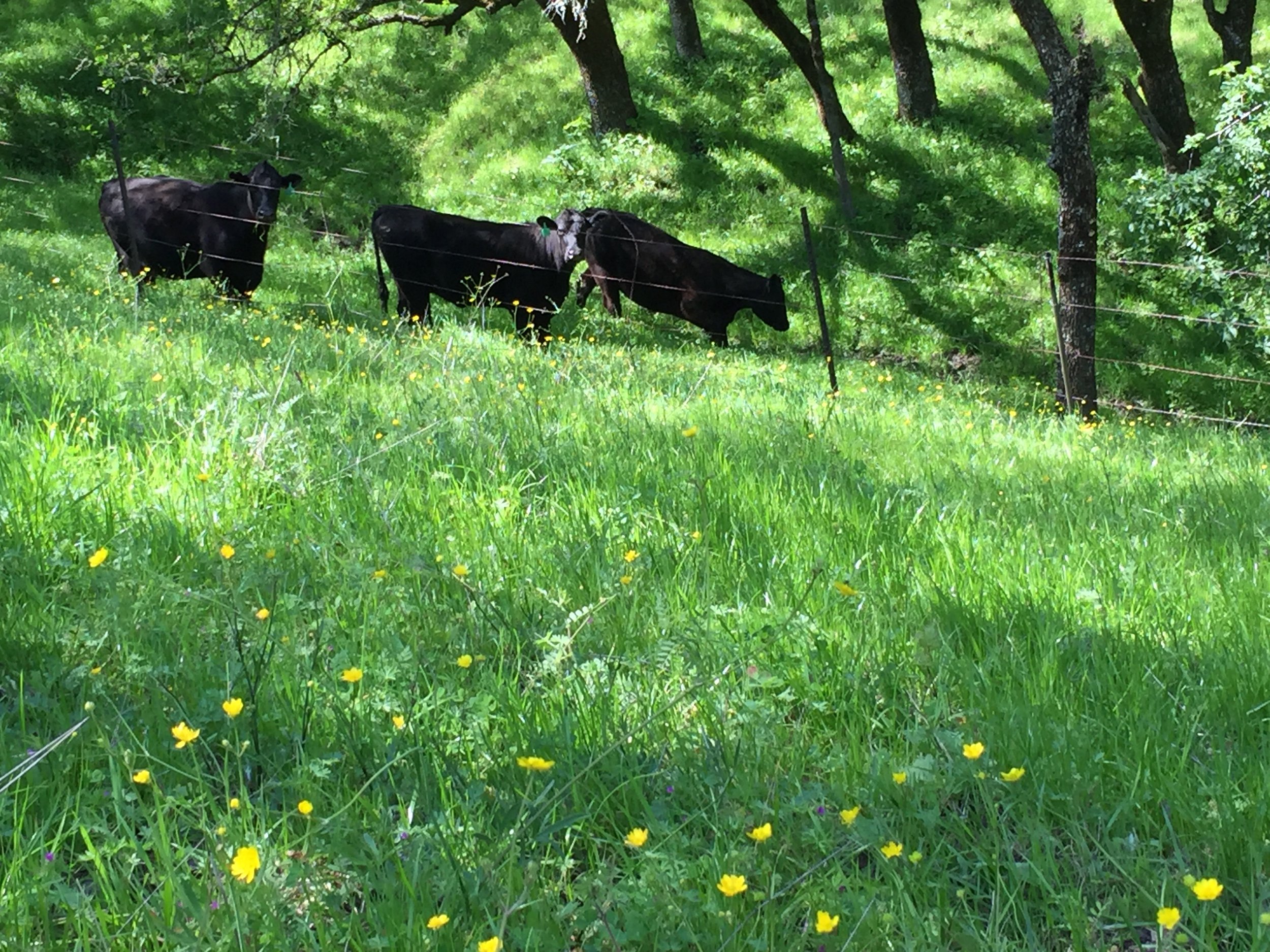 Cattle grazing in Briones amongst native and exotic grasses, and native buttercups