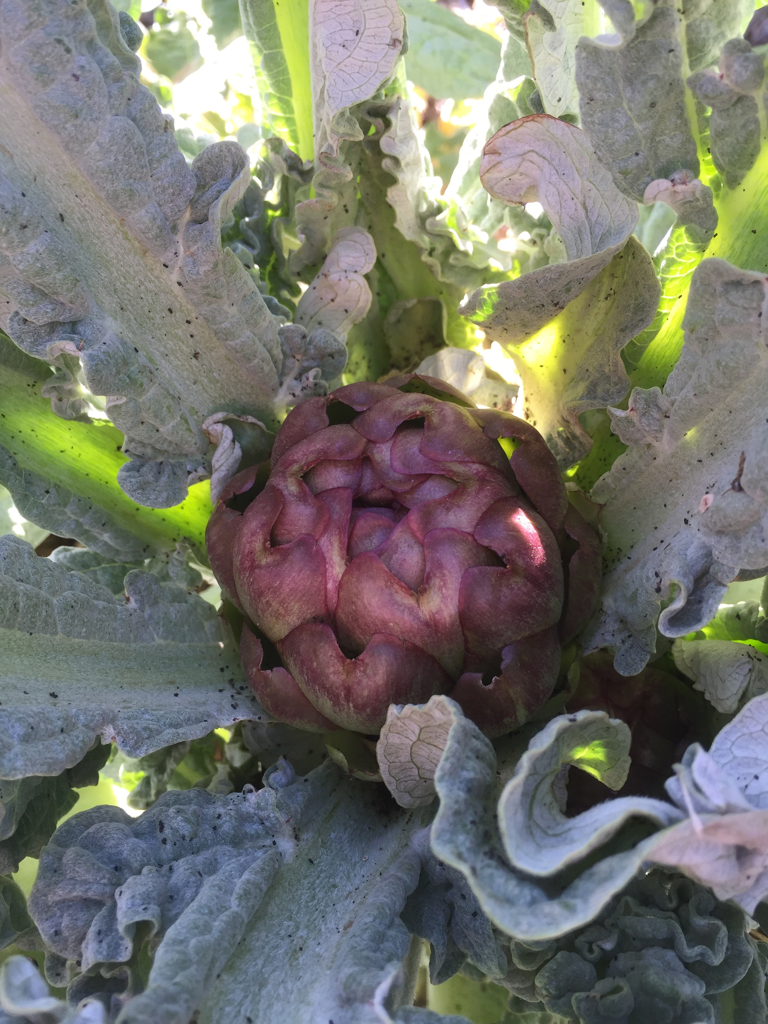 An artichoke has appeared in one of our plants, hooray!