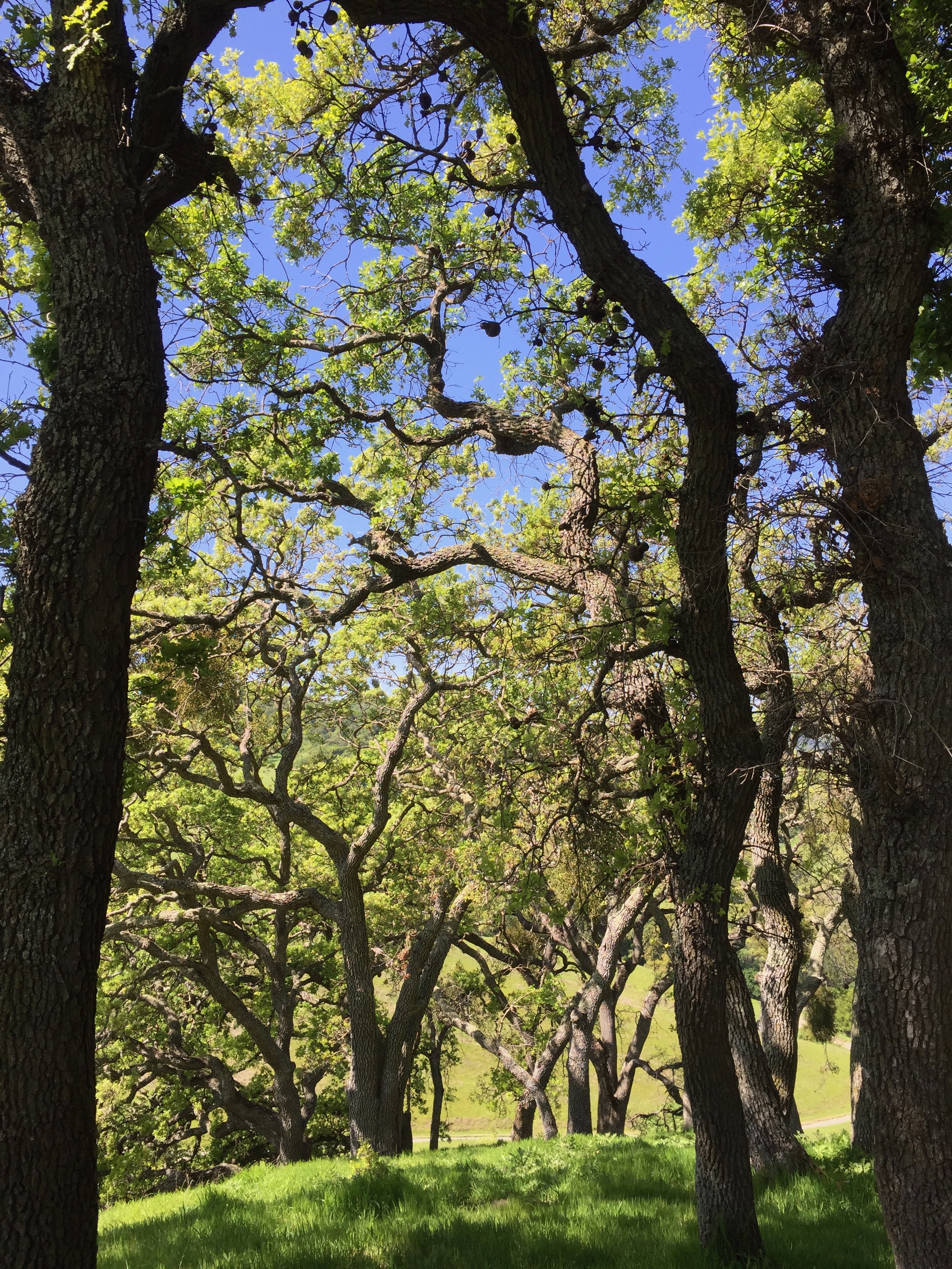 Beautiful California Oaks