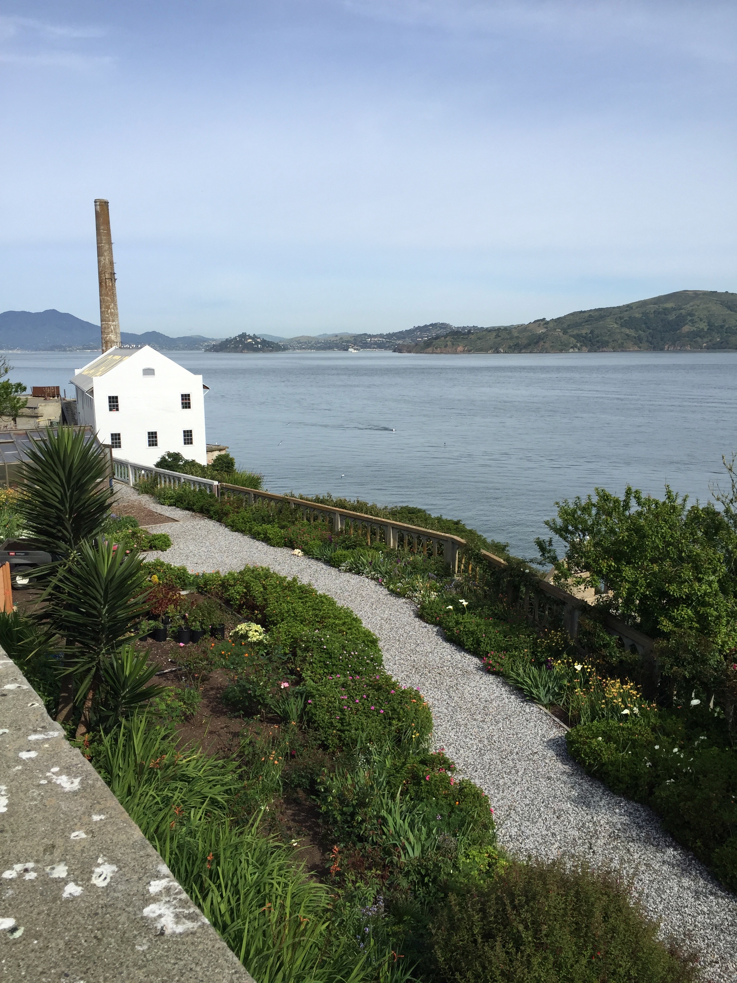 One of the 'official' gardens on Alcatraz, on the site of the old hospital. There are some historic roses planted here. as well as many native and exotic perennials and bulbs. Angel Island is in the background, on the right.