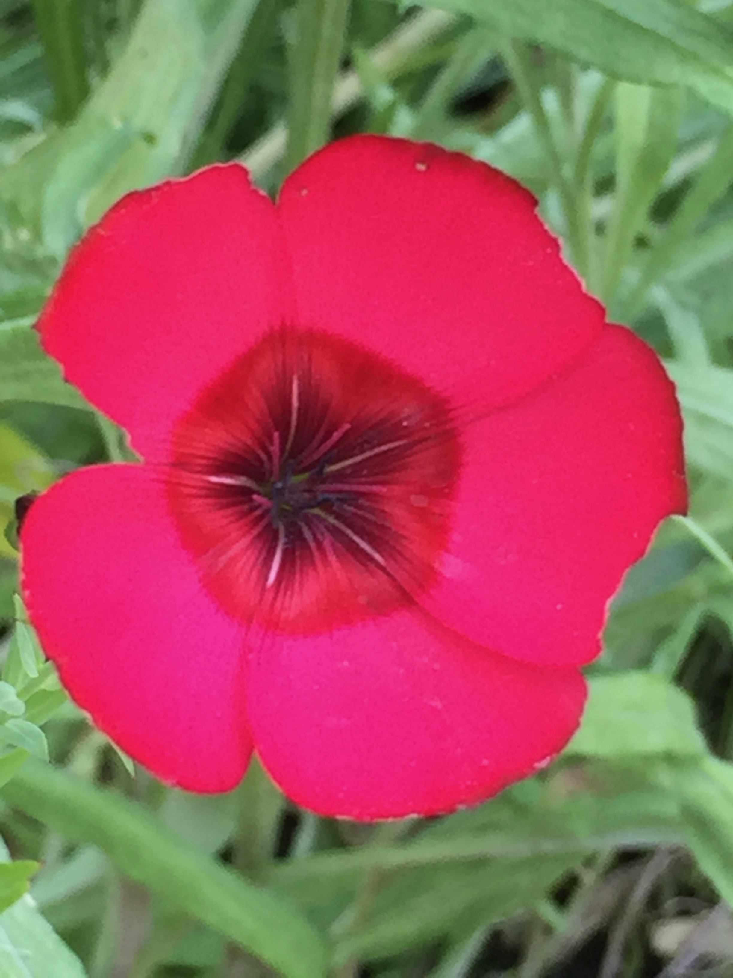 Scarlet Flax, Linum grandiflorum rubrum