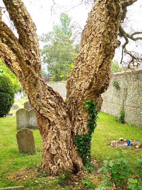 Cork Oak Tree - photo by Chris McAuley