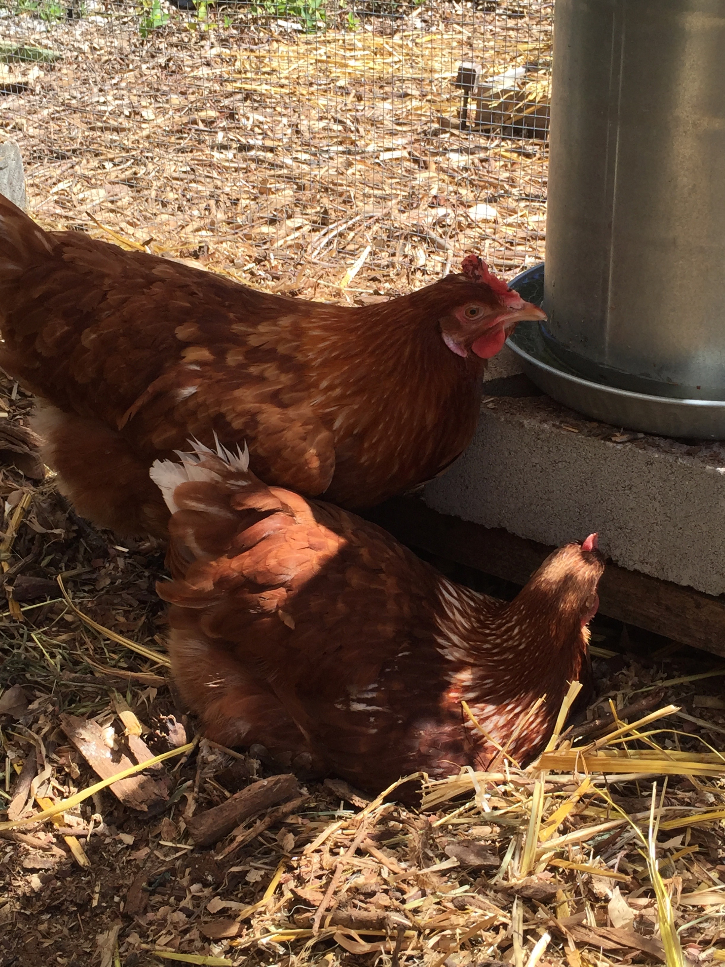 Scrappy and Goose lounging around the coop, enjoying some alone time