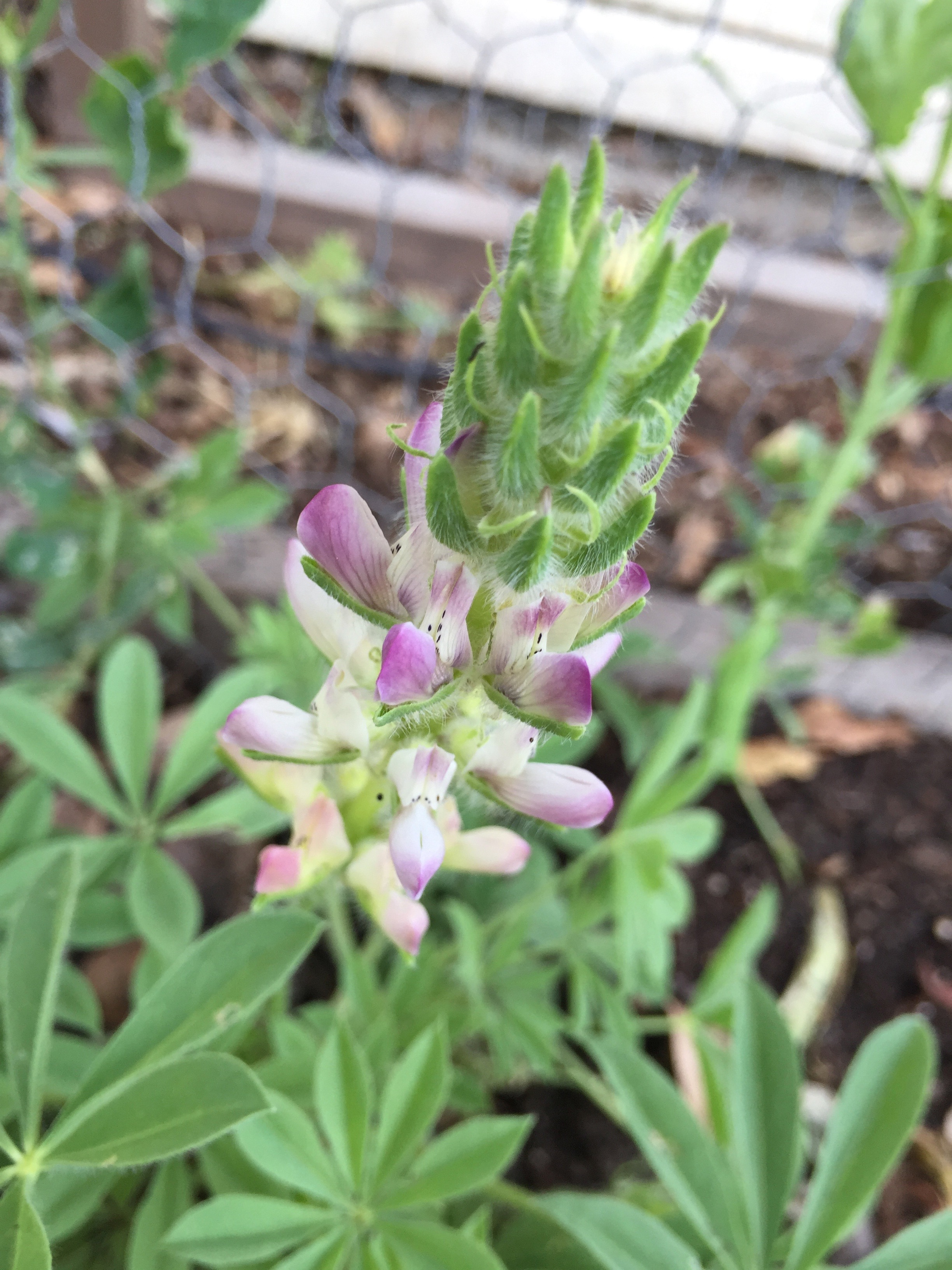 Pink Lupine, a Gallery hybrid