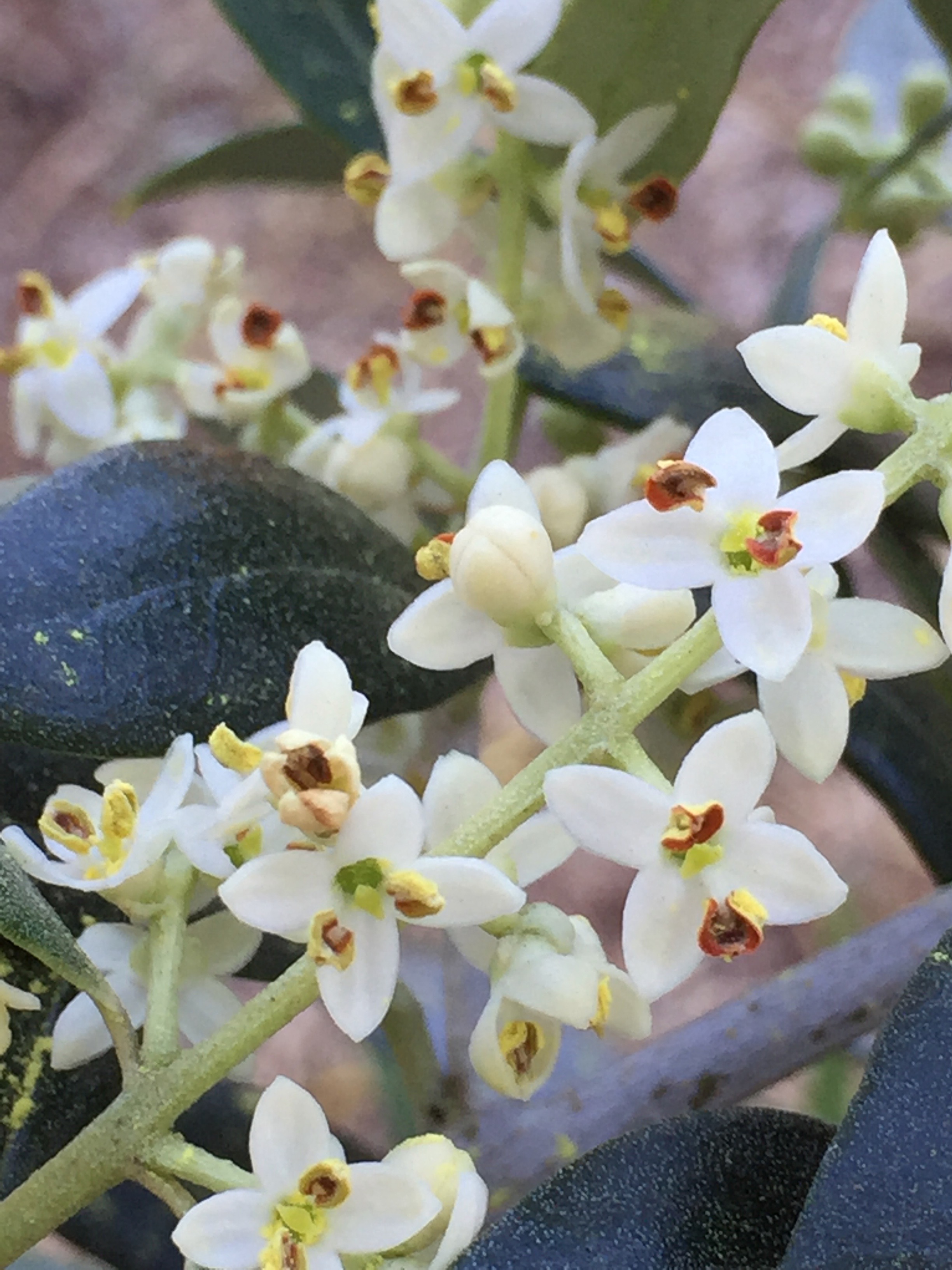 Arbequina olive tree blossoms 