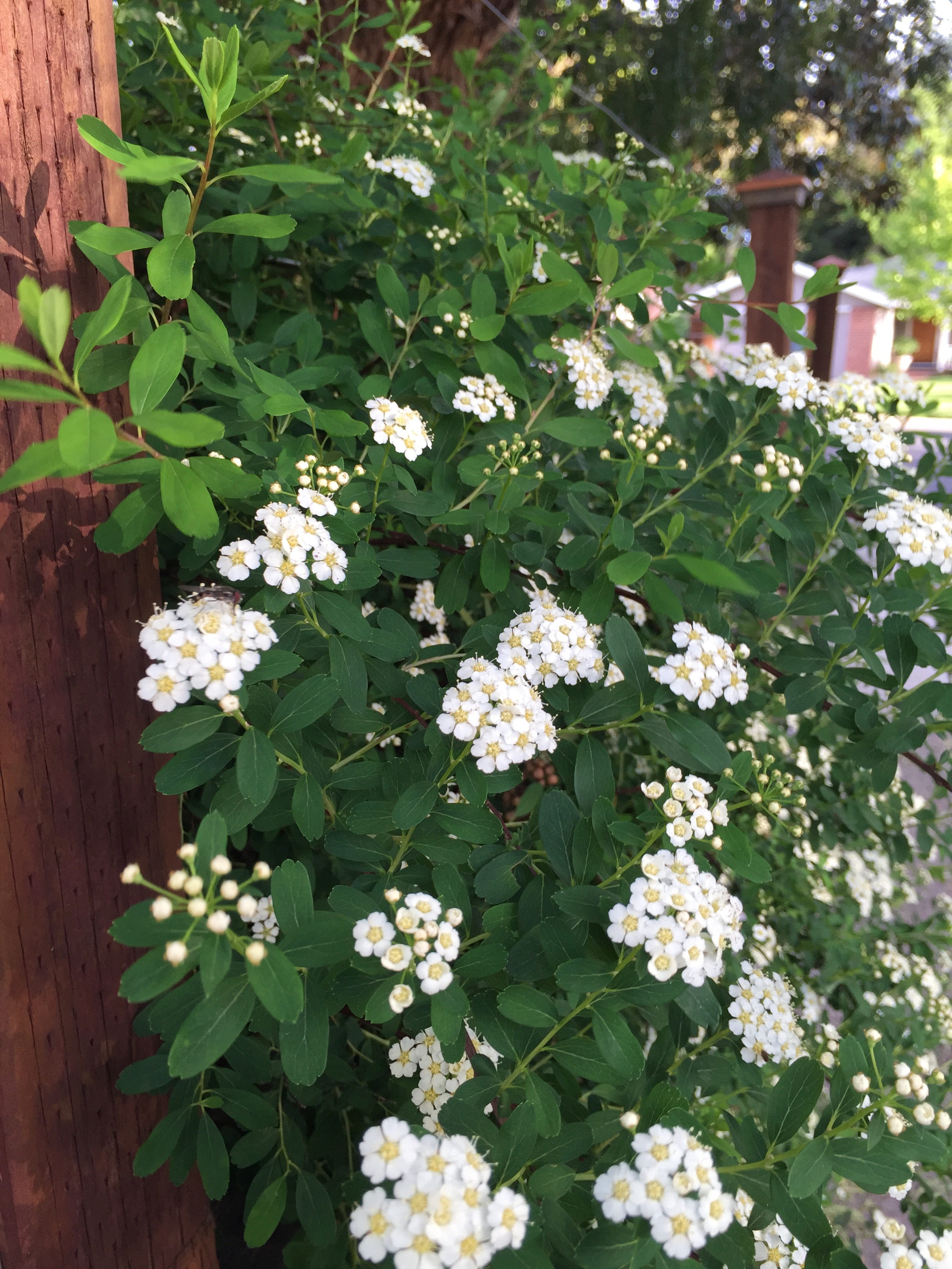 Bridal Wreath Spirea