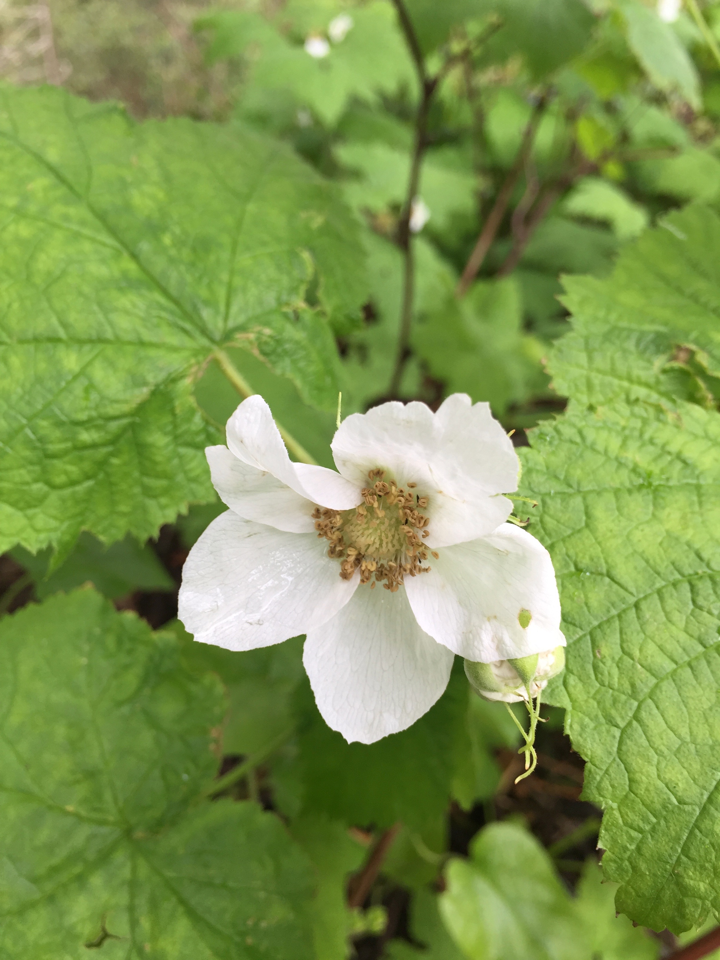 Rubus parviflorus, or Thimbleberry